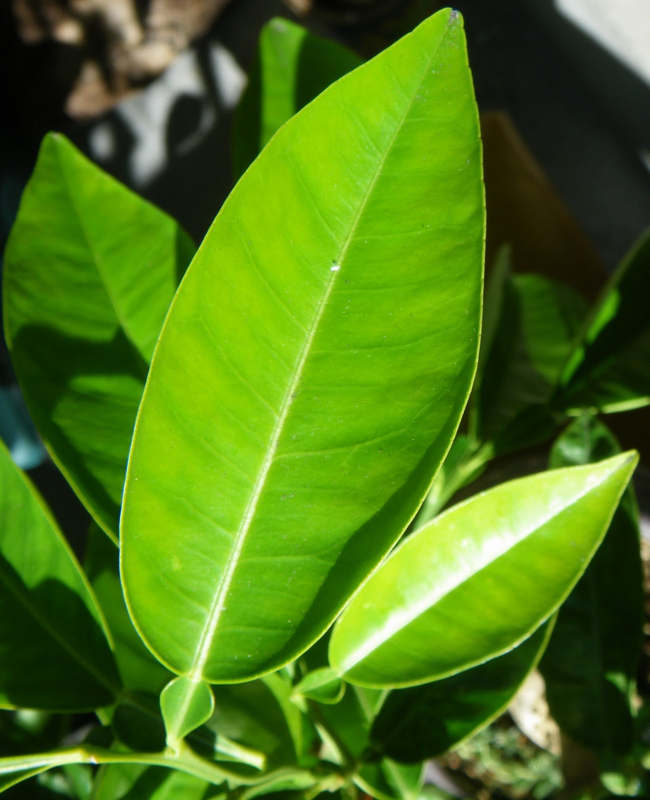 Scented Leaf: Lemon Tree is a perfect addition in any garden