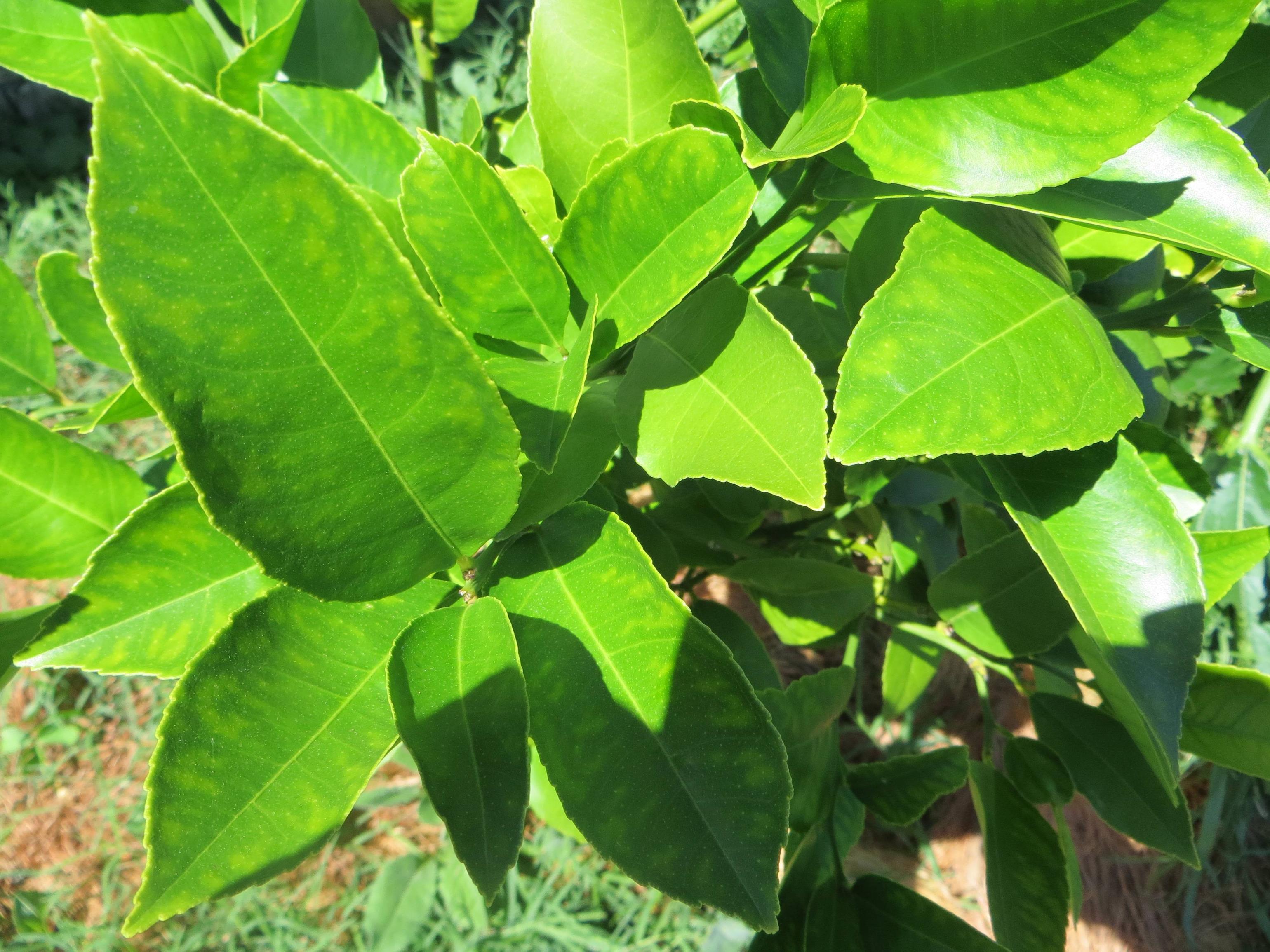 citrus - Organic method of helping a Manganese deficient lemon tree ...