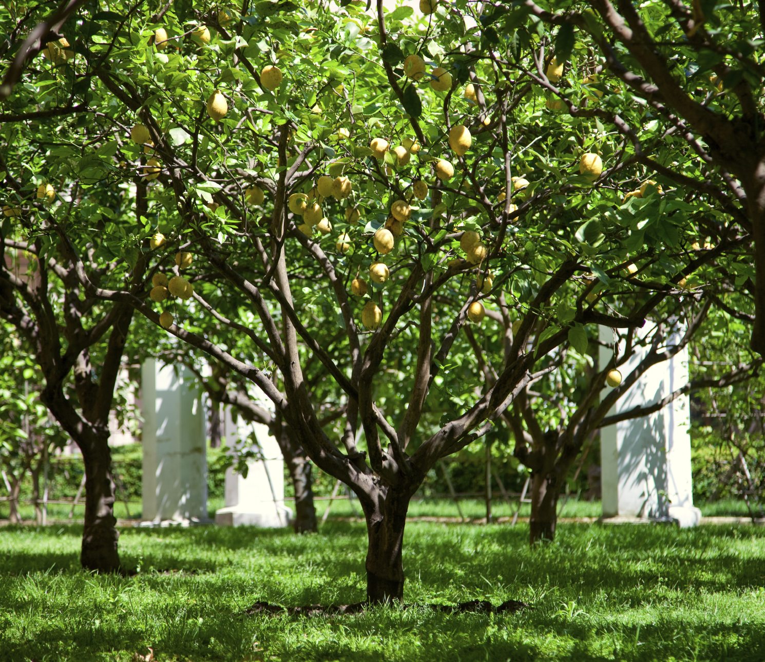Lemon Tree Lifespan ? What Is The Average Lifespan Of Lemon Trees
