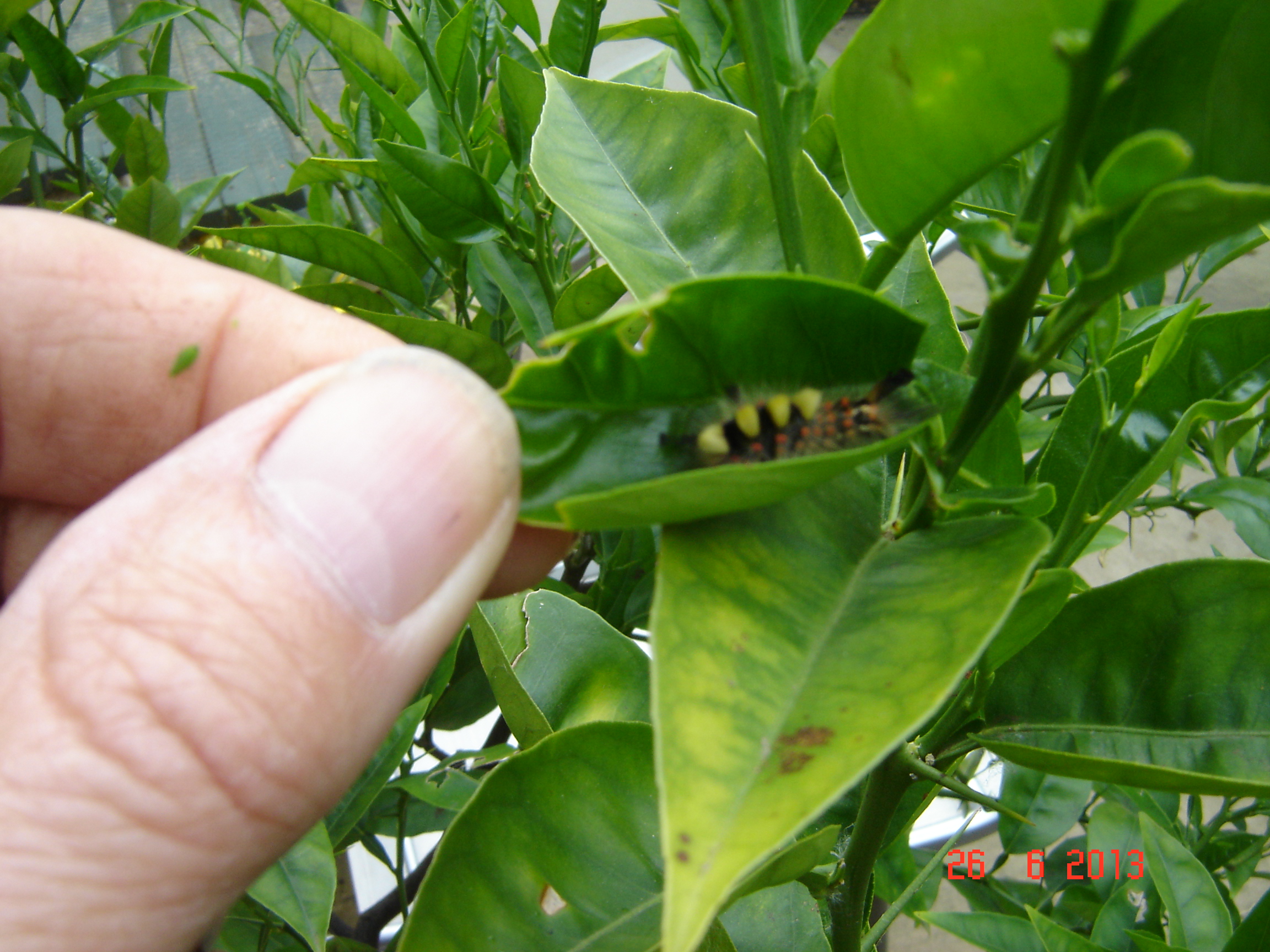 NaturePlus: Lemontree leaf eating bug??