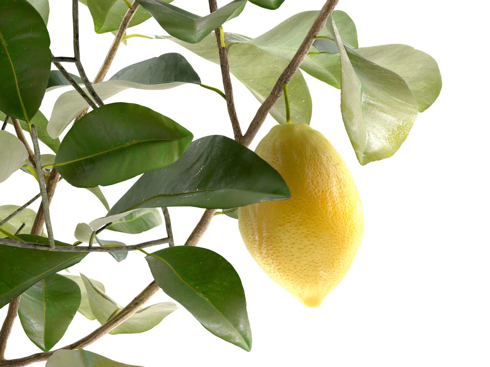 Лимон продолговатой формы