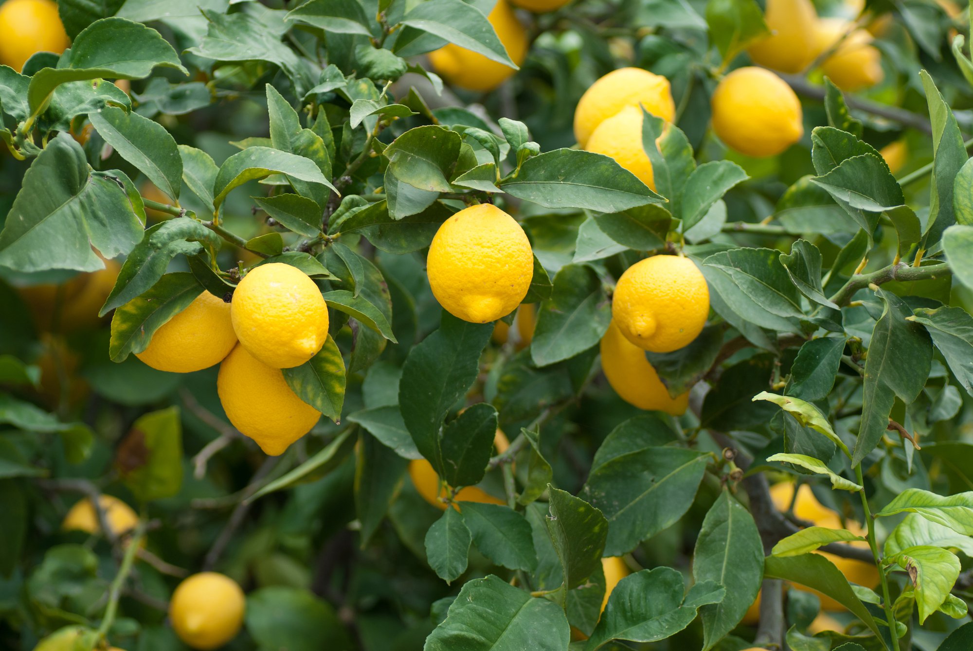 Plant a Lemon Tree Day | Days Of The Year