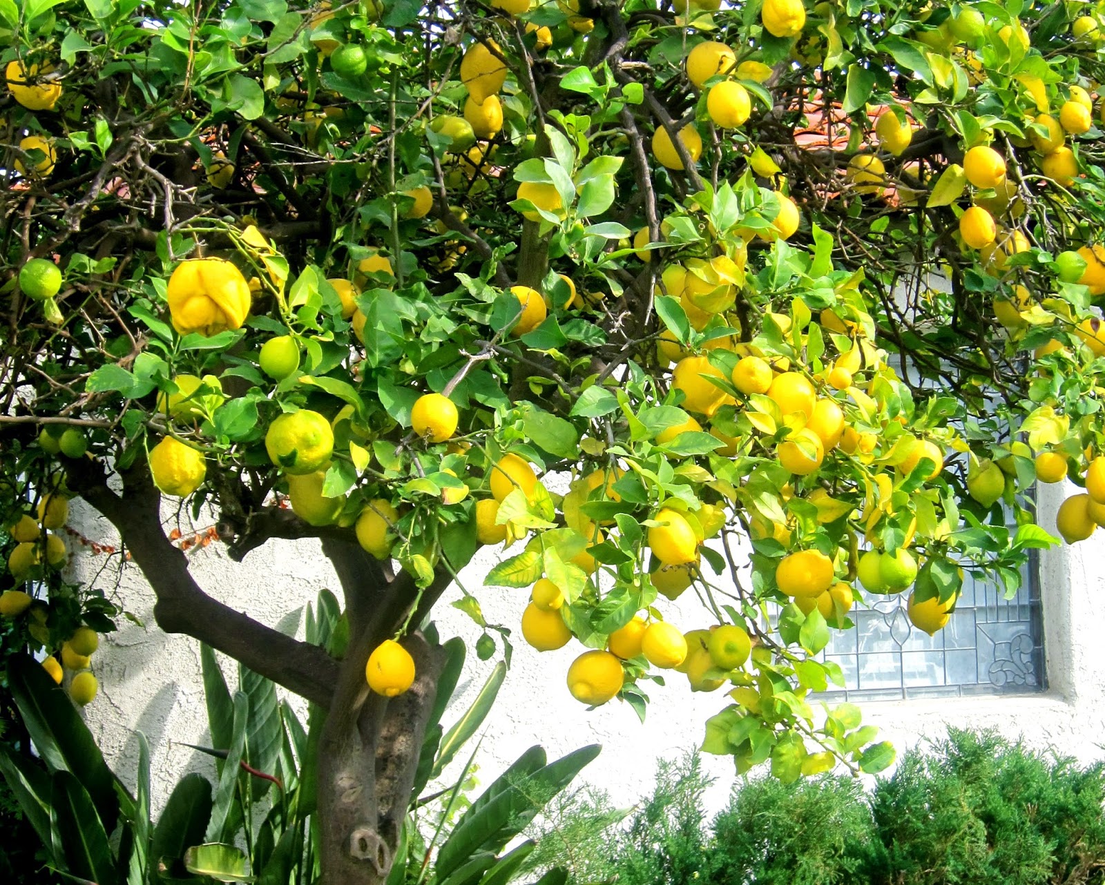 WHY IS MY LEMON TREE DROPPING LEAVES? |The Garden of Eaden
