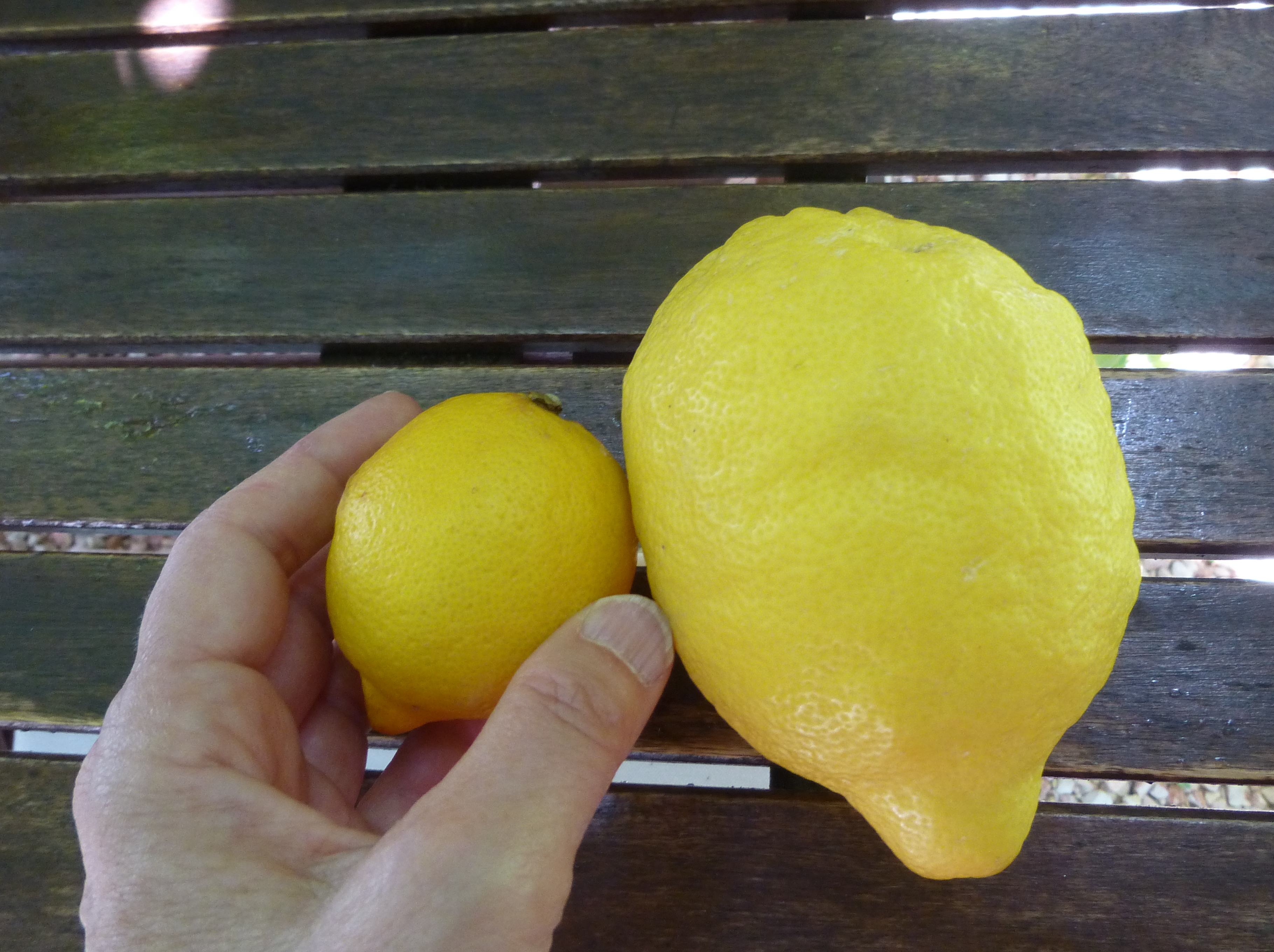 Egypt | lemons, lemons, lemons