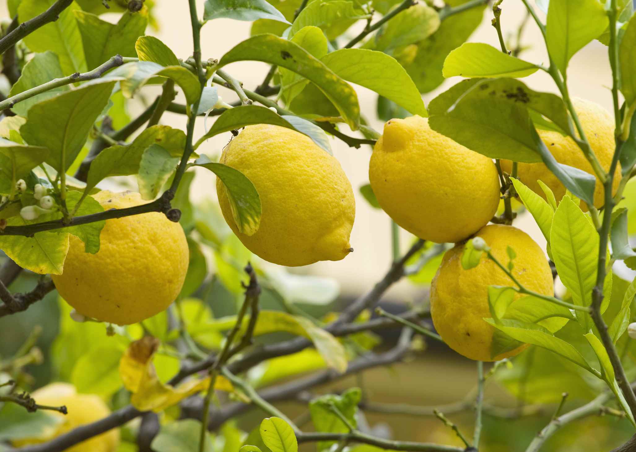 All About Lemons and How to Use Them
