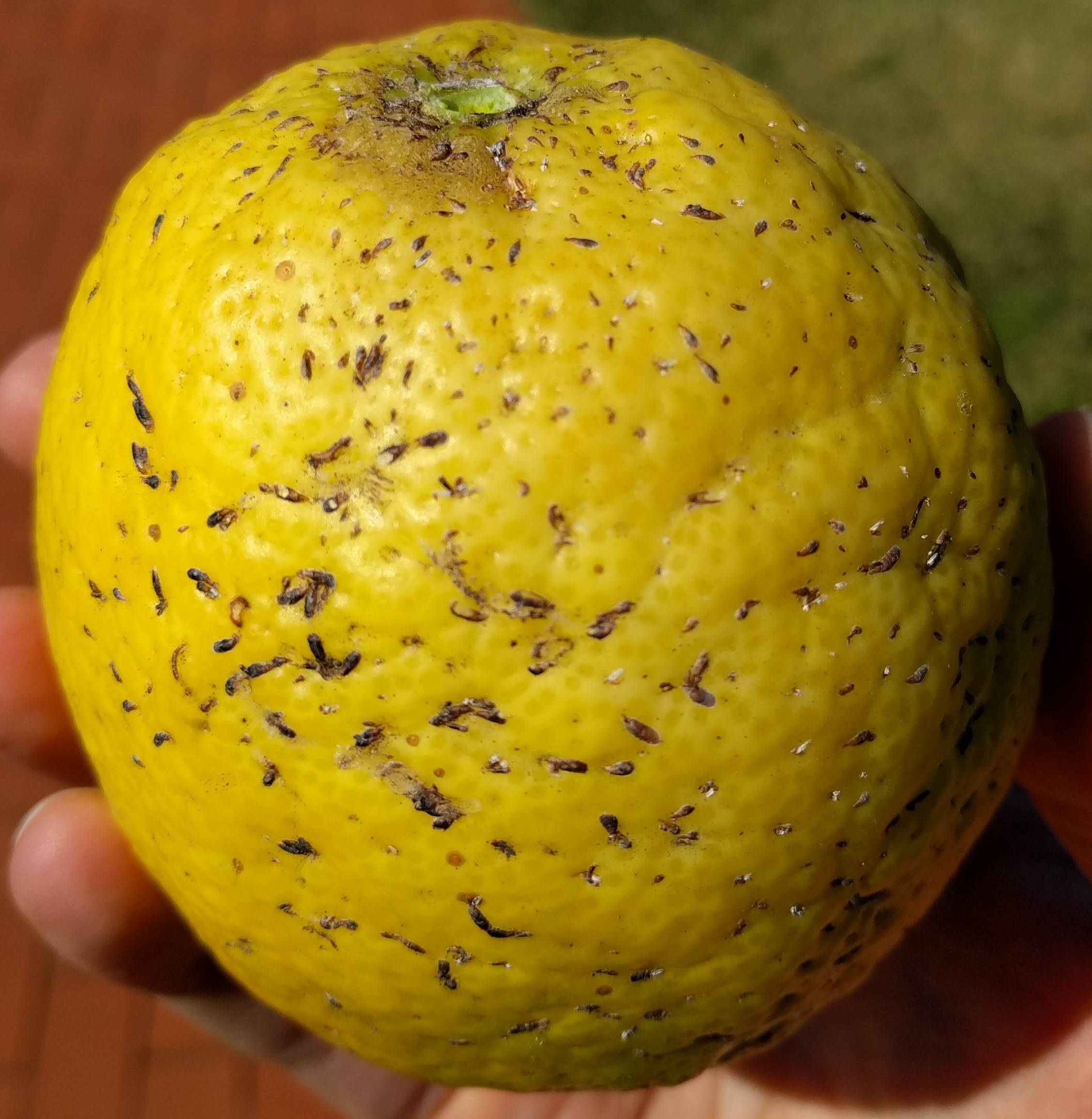 diagnosis - Why does my lemon tree have black scabs on the lemons ...