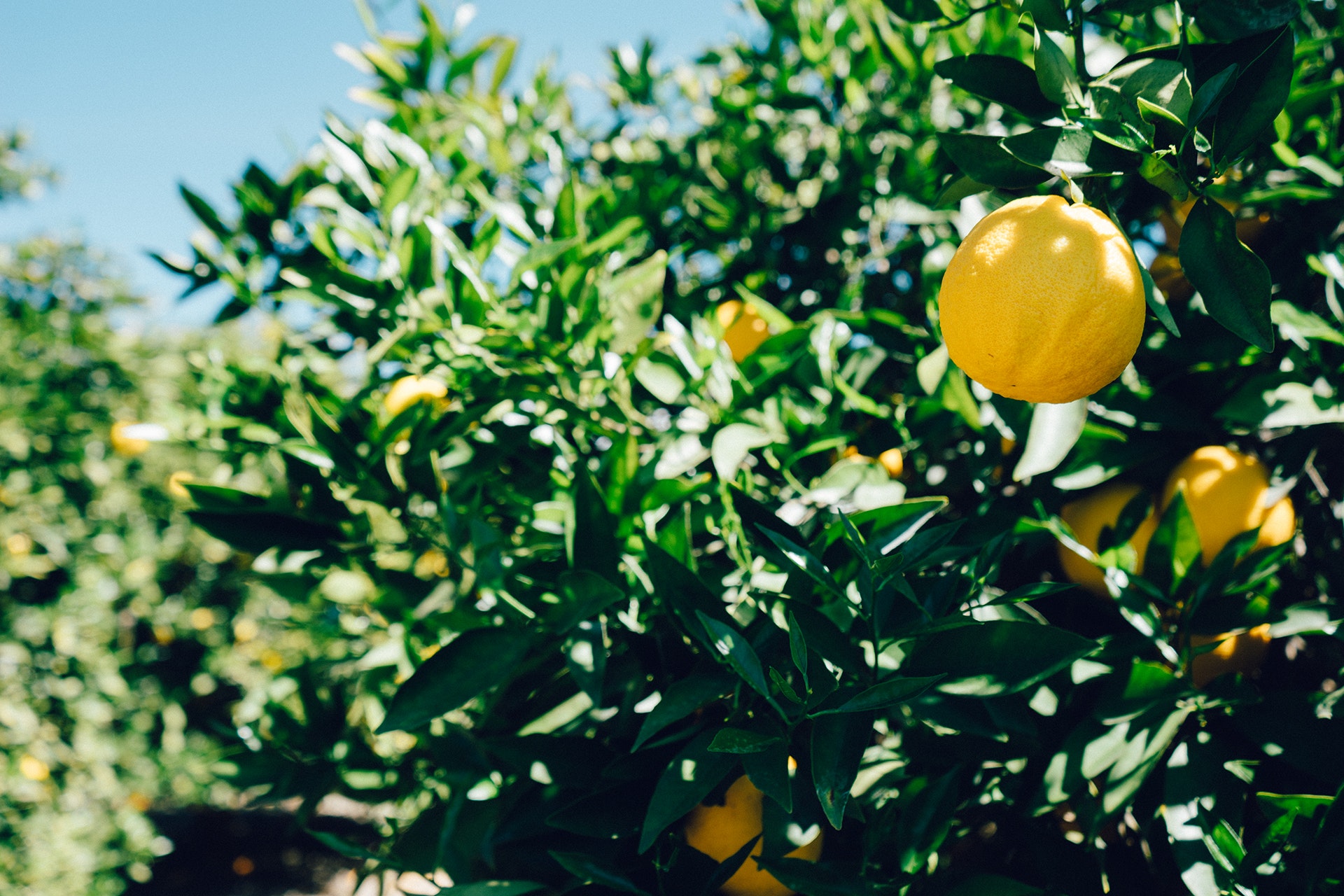 Lemons on tree photo