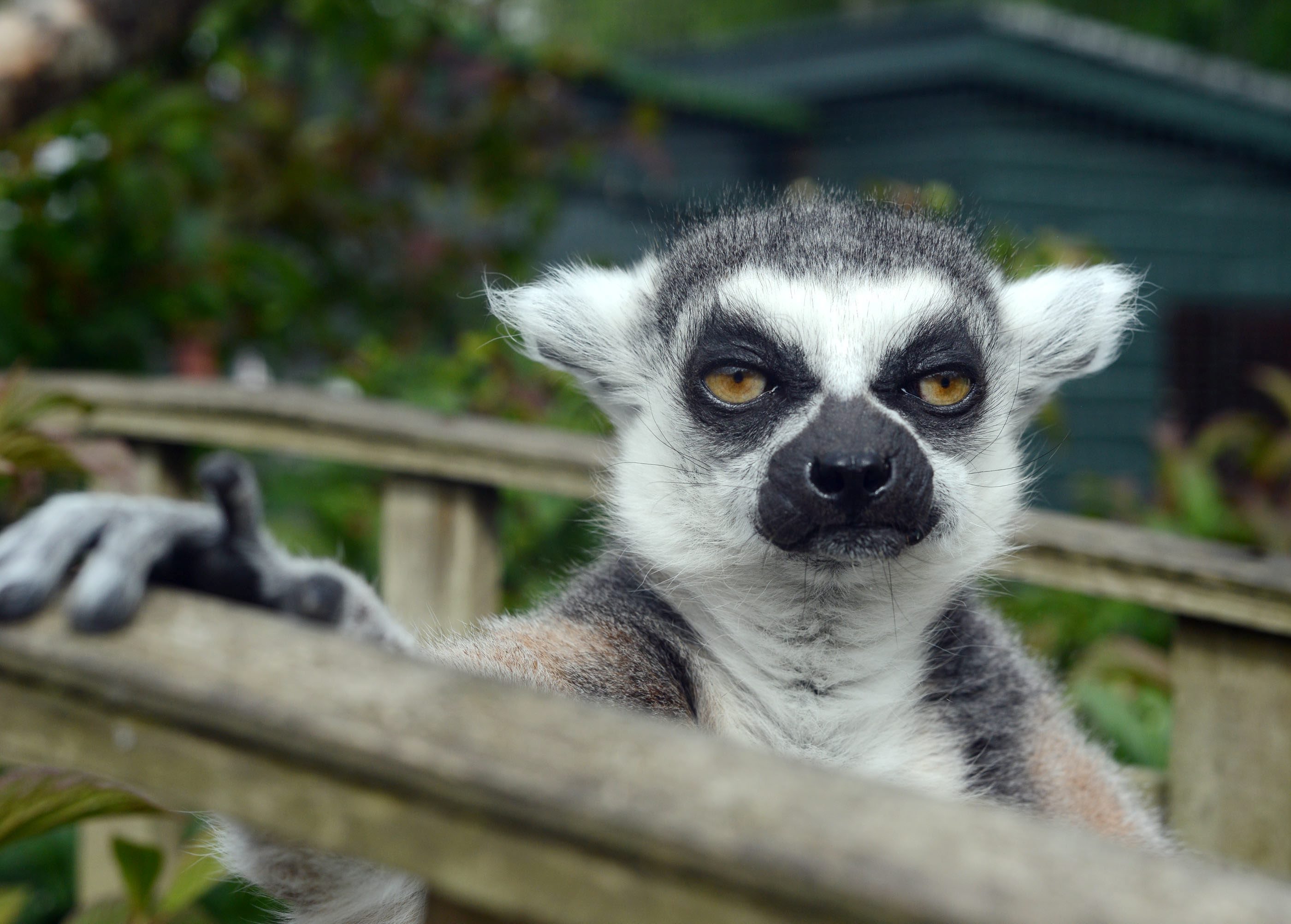 Grumpy Faced Lemur Celebrates 29th Birthday - Oldest Of His Breed ...