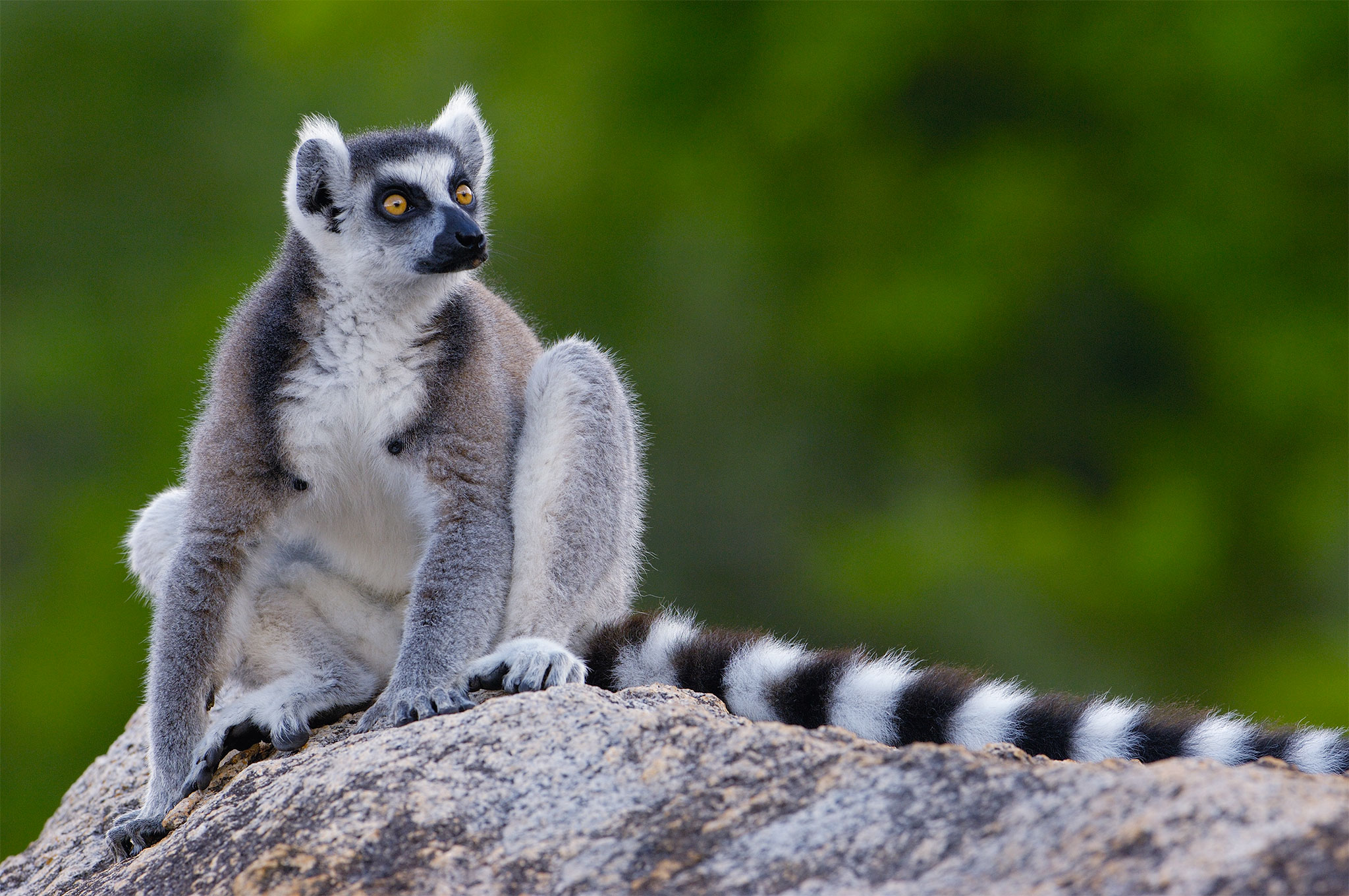 Hotels Offer a Wide-Eyed Amenity: Lemurs