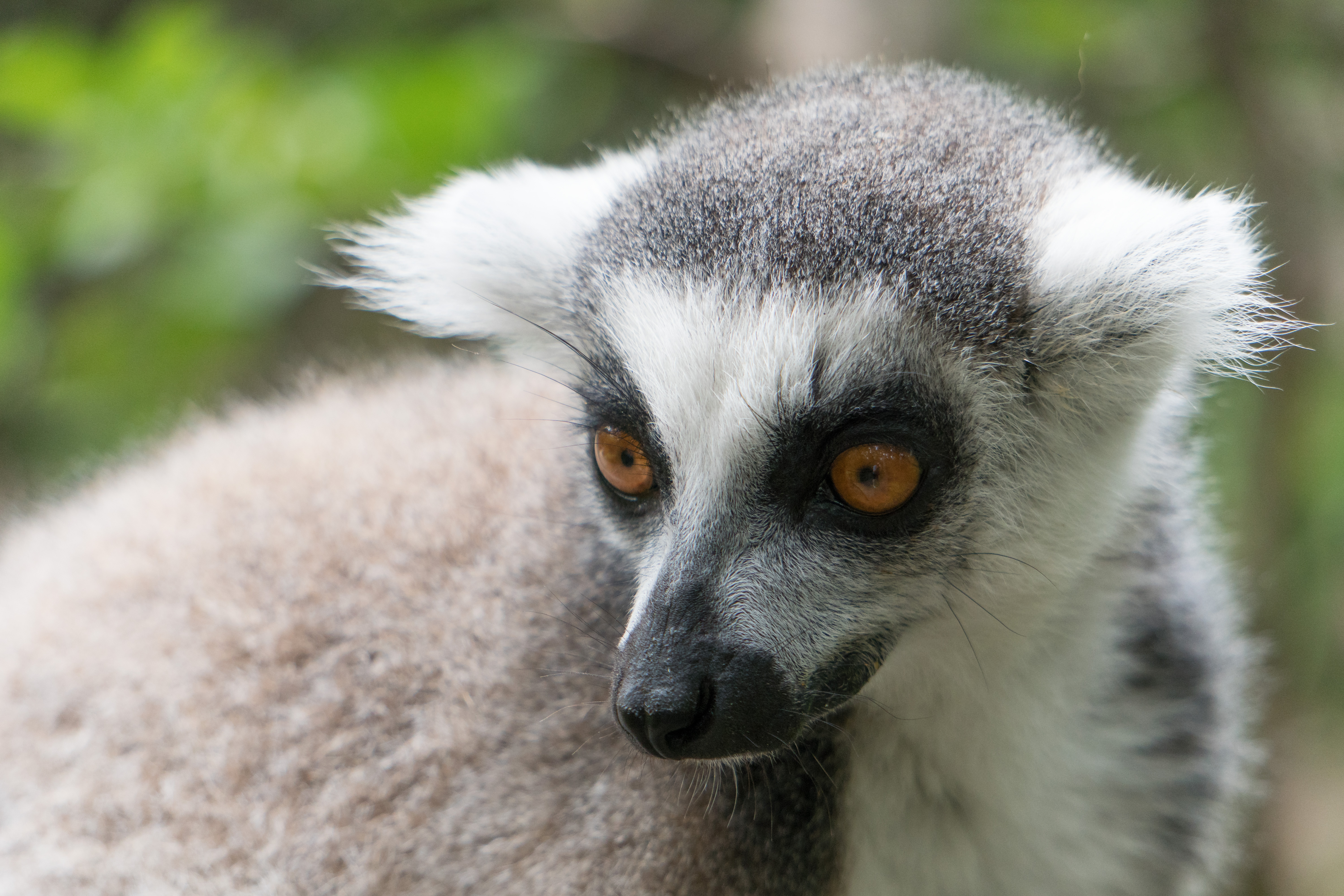 Lemur closeup photo