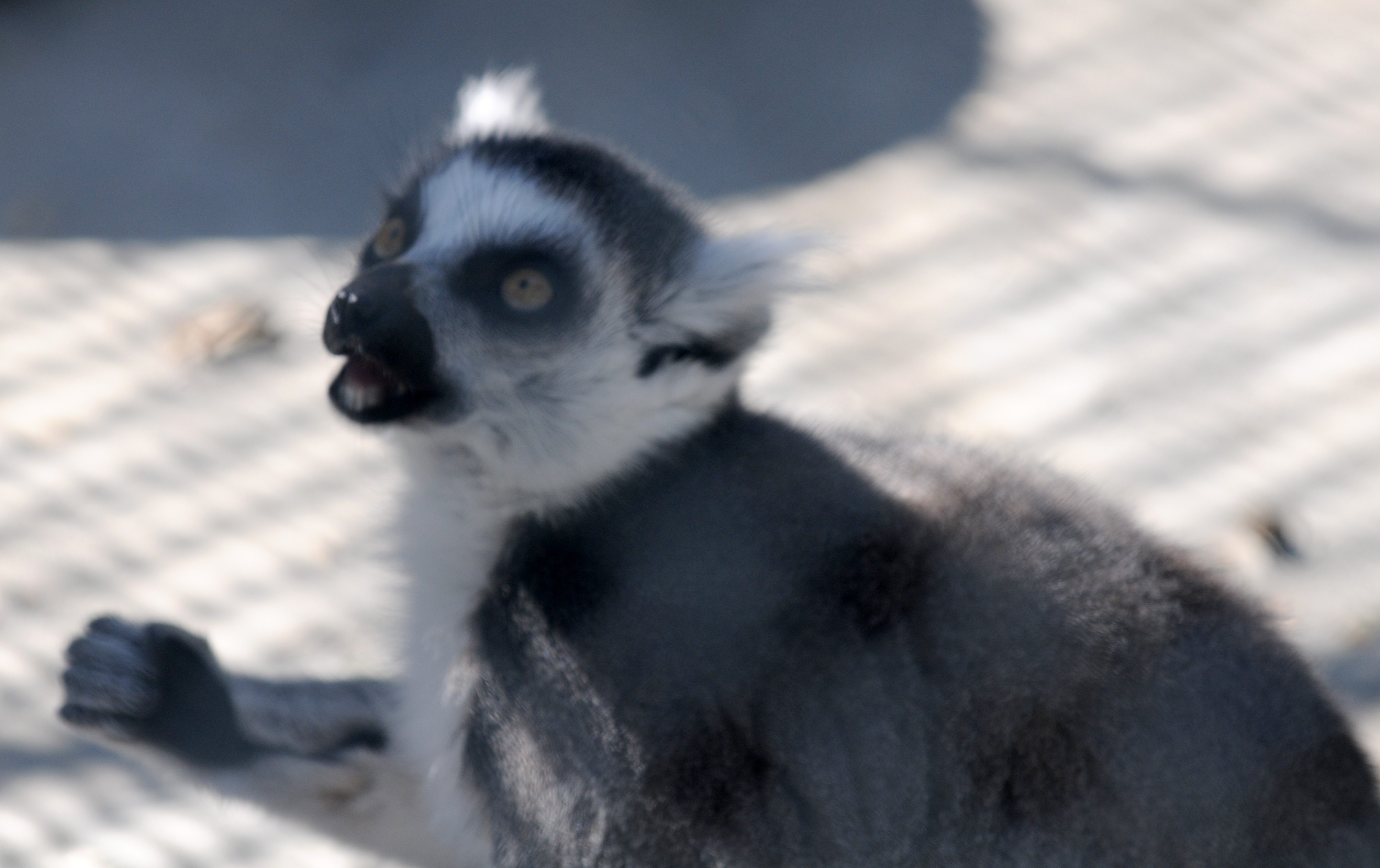 File:Ring-tailed lemur eating closeup at Cougar Mountain Zoological ...