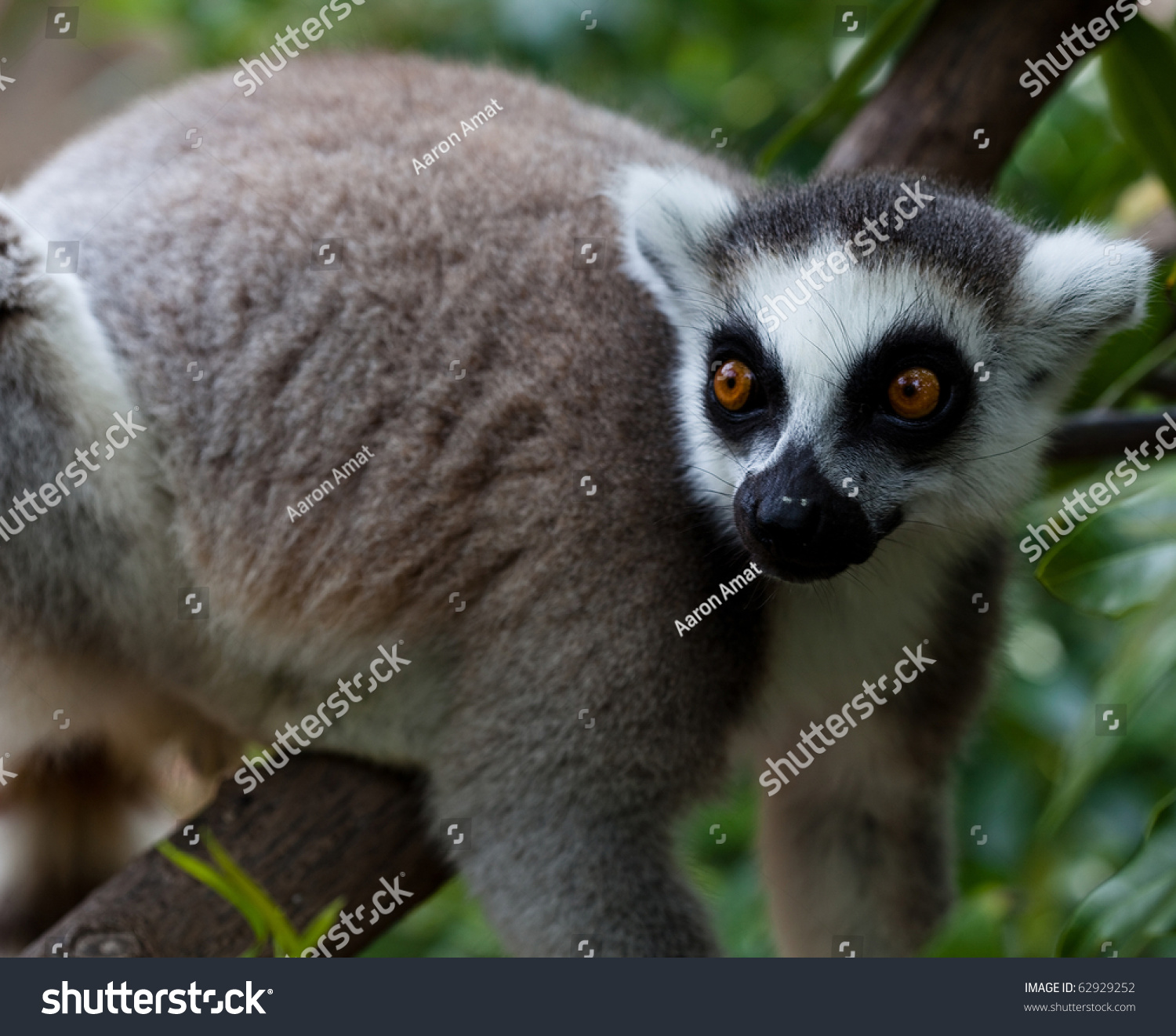 Lemur Closeup Stock Photo (Royalty Free) 62929252 - Shutterstock