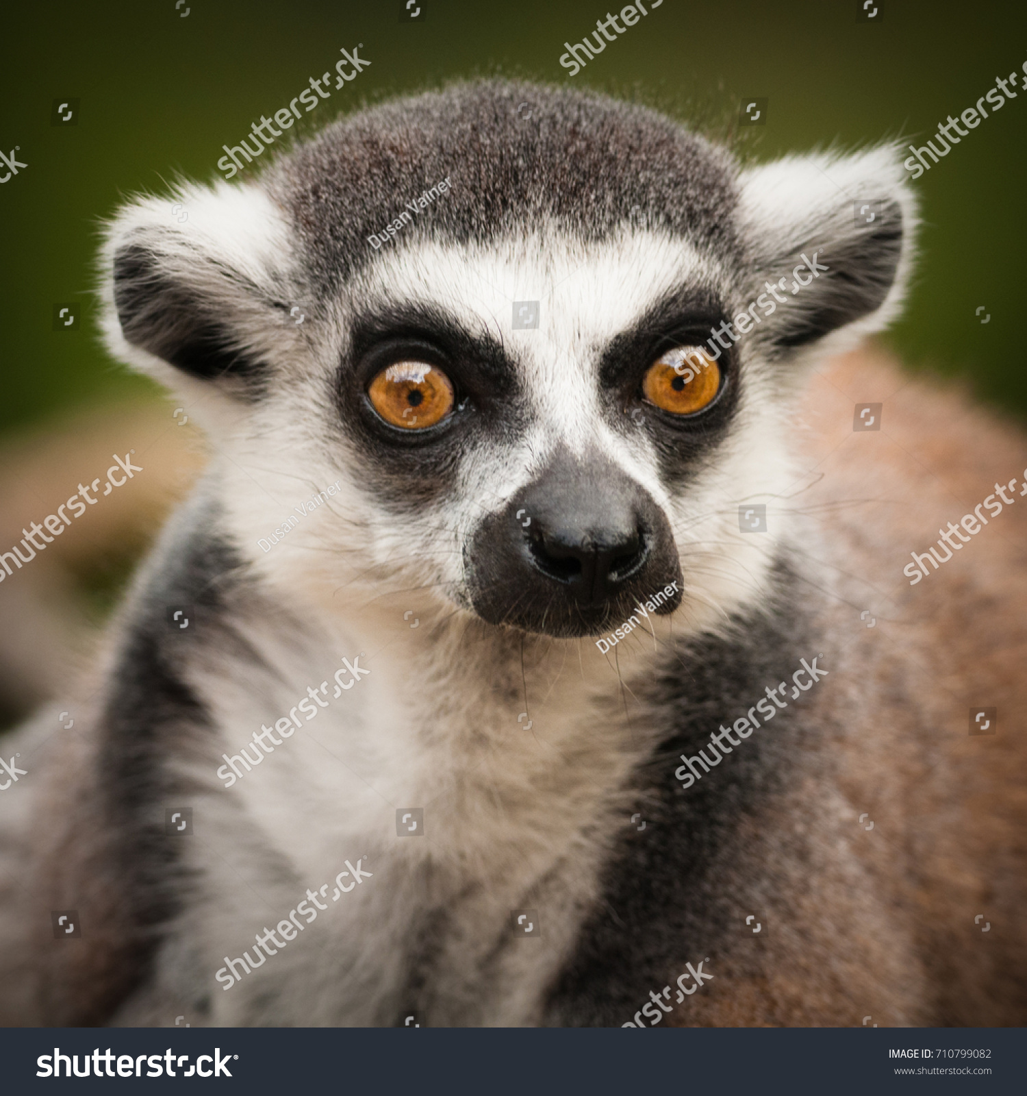 Ringtailed Lemur Lemur Catta Portrait Primate Stock Photo (Royalty ...