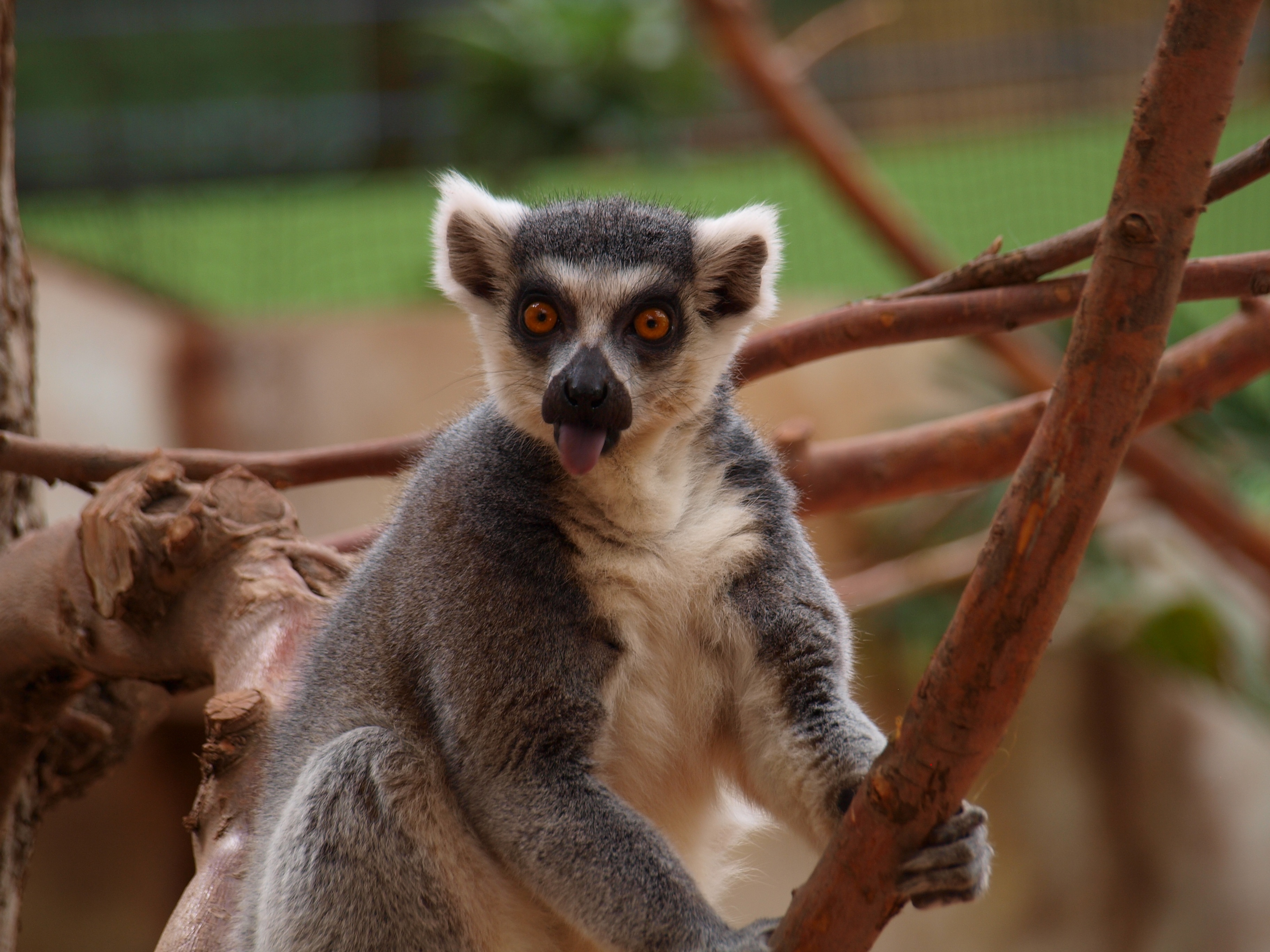 Lemur in the zoo photo