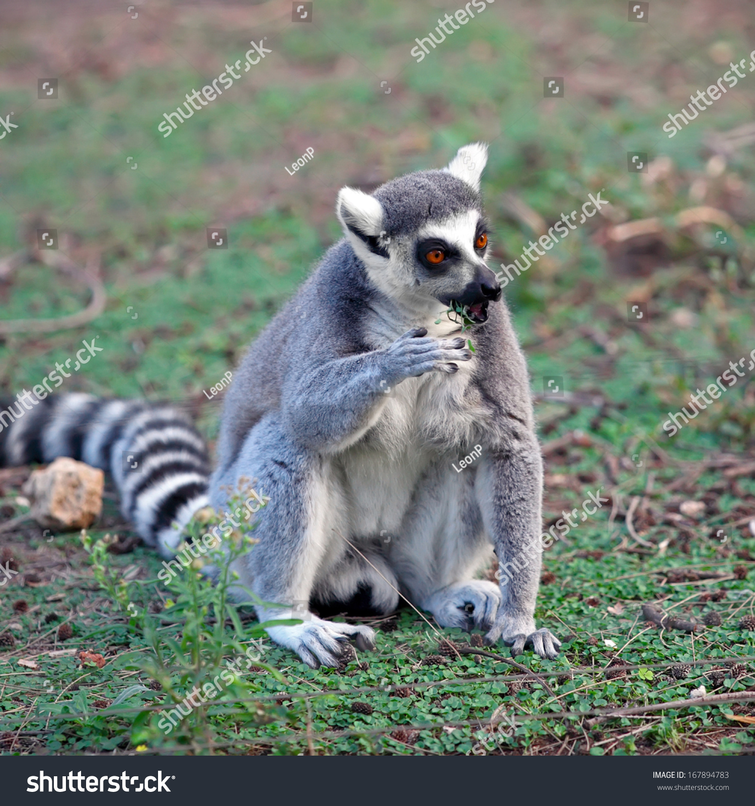 Lemur Ringshaped Tail Taking Curious Pose Stock Photo 167894783 ...