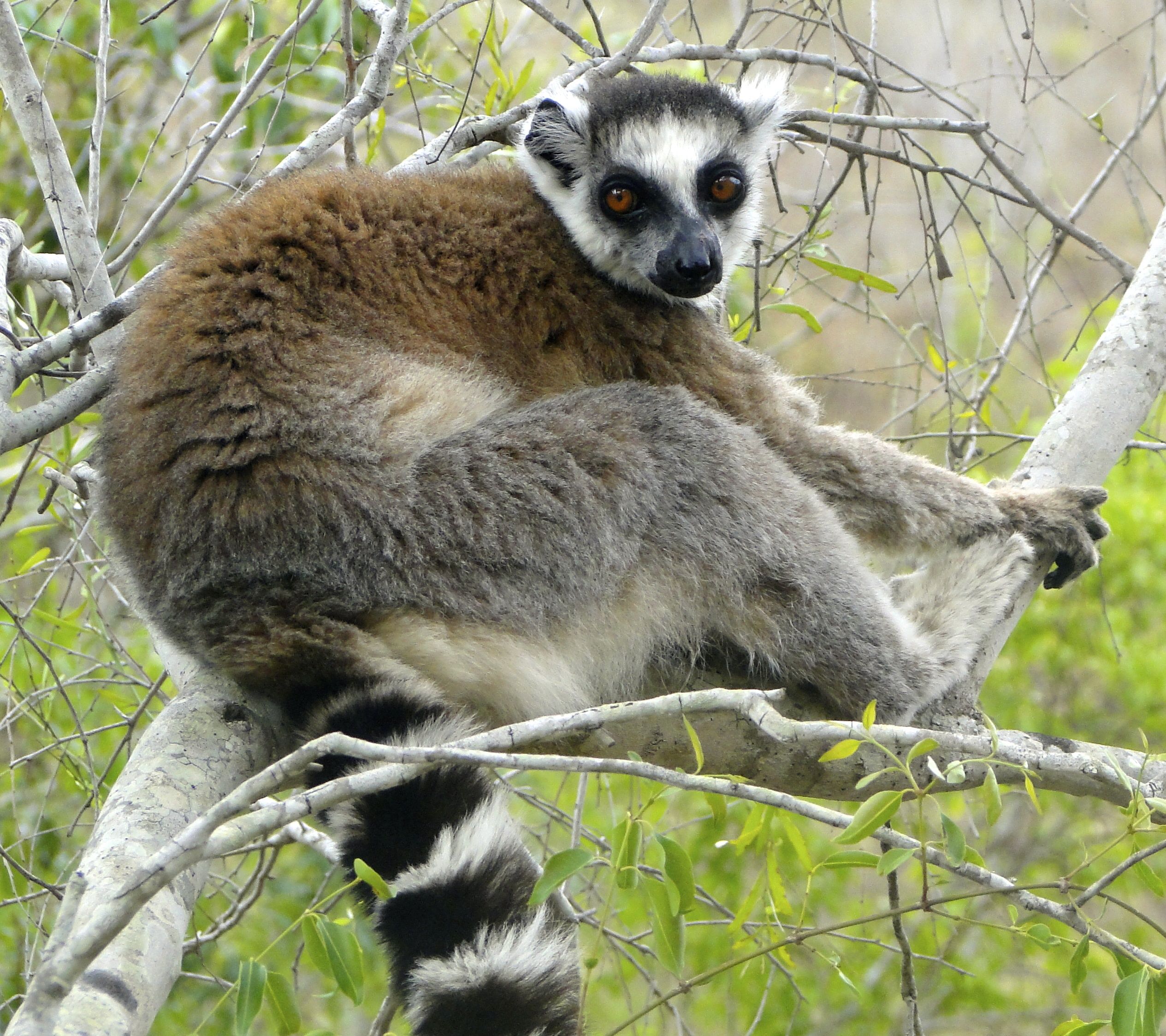 The pretty ring-tailed lemur is ready to strike a pose for your ...