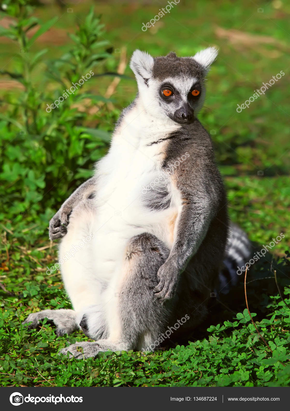 Lemur of ring-shaped tail taking up a curious pose — Stock Photo ...