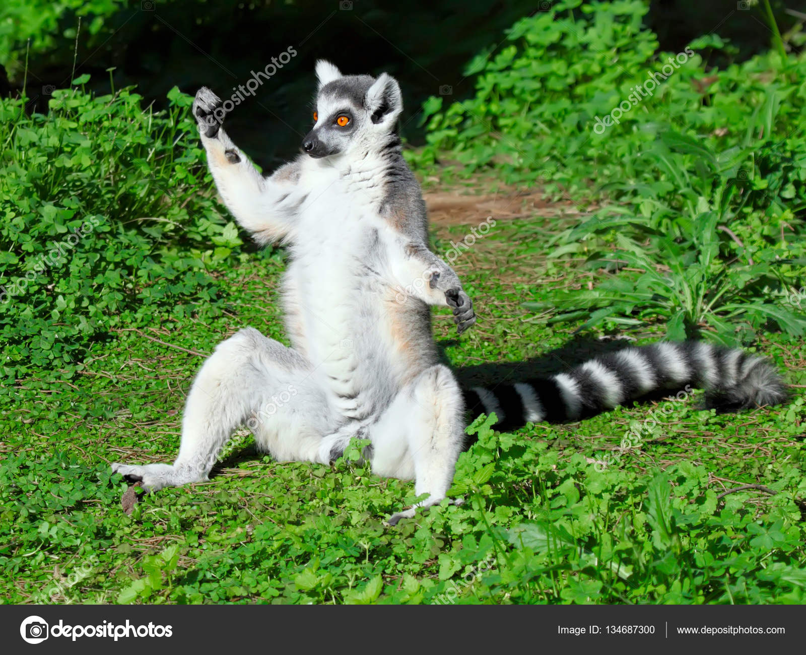 Lemur of ring-shaped tail taking up a curious pose — Stock Photo ...
