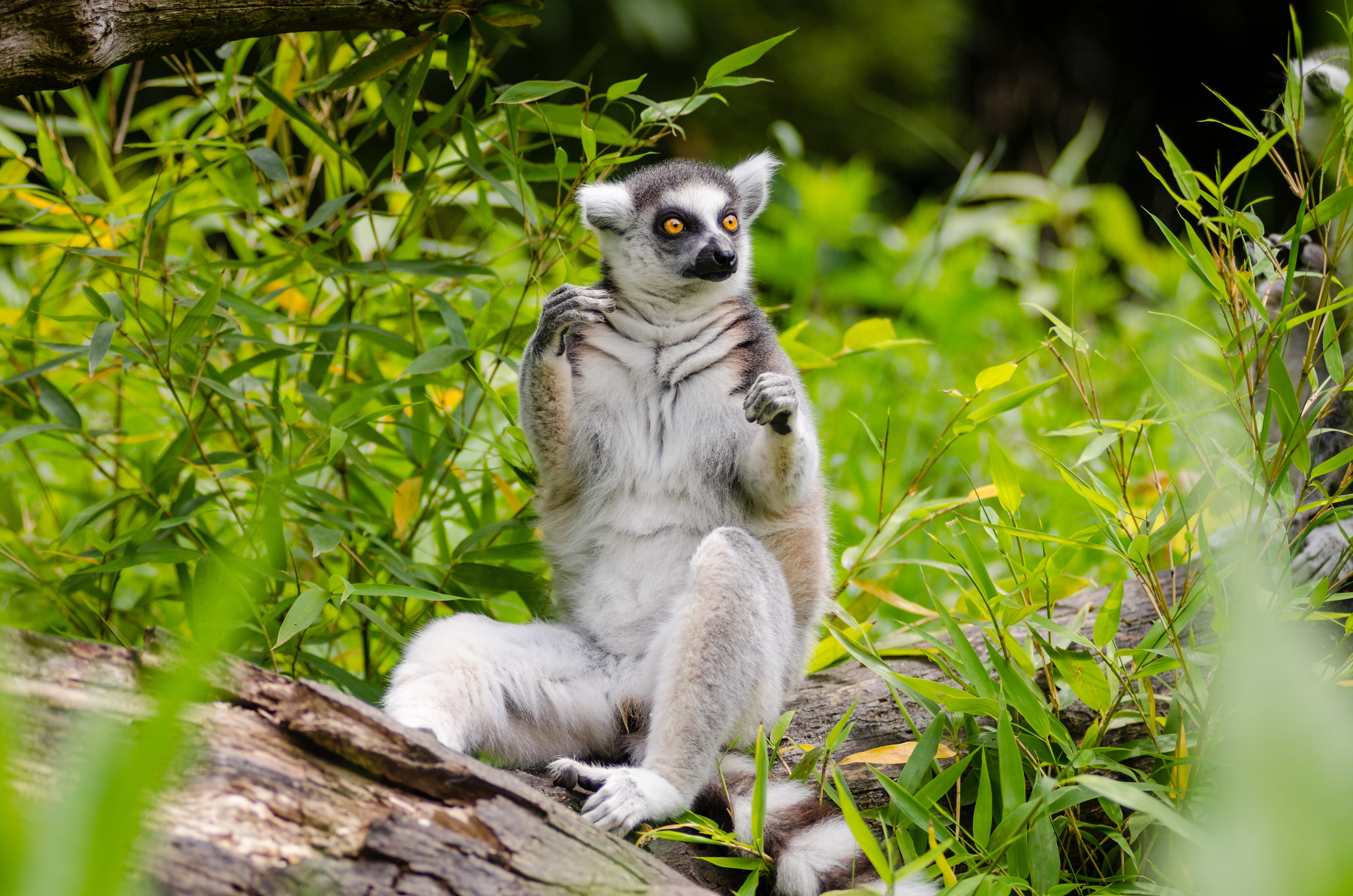 Lemur Sitting on Tree Trunk, Animal, Cute, Fur, Grass, HQ Photo