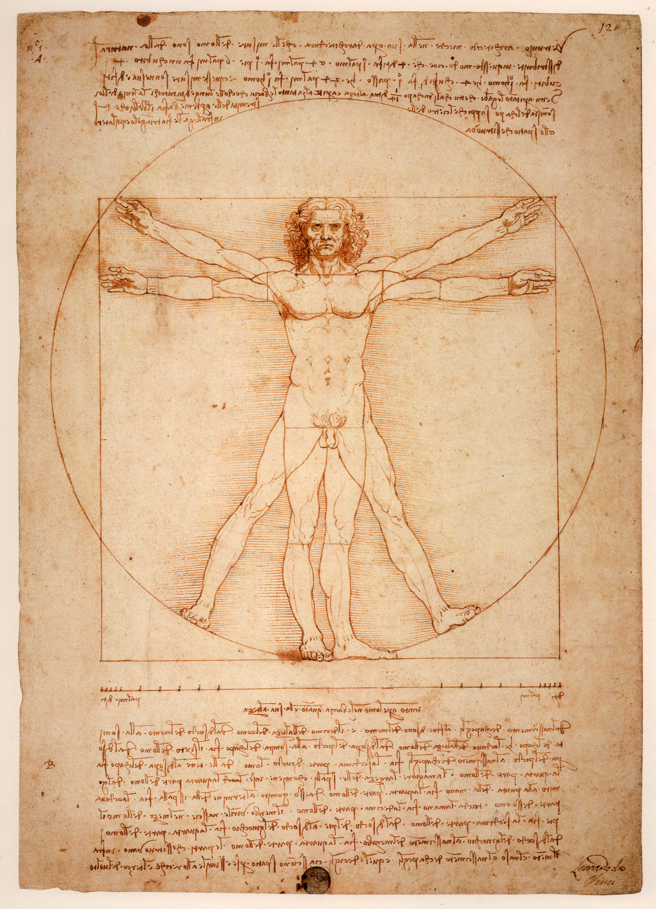 Leonardo da Vinci, Anatomical, Painting, History, Human, HQ Photo