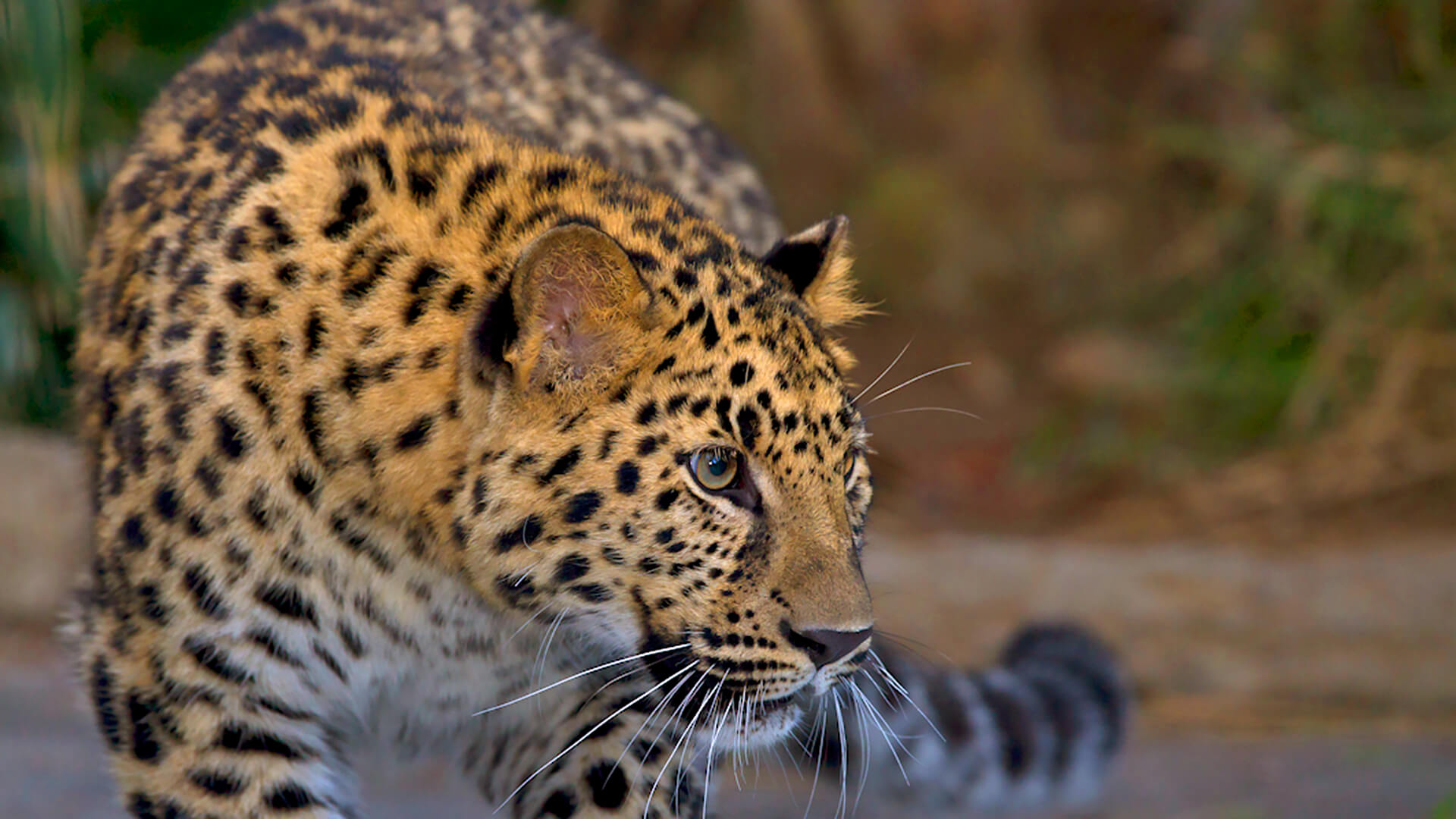 Leopard | San Diego Zoo Animals & Plants