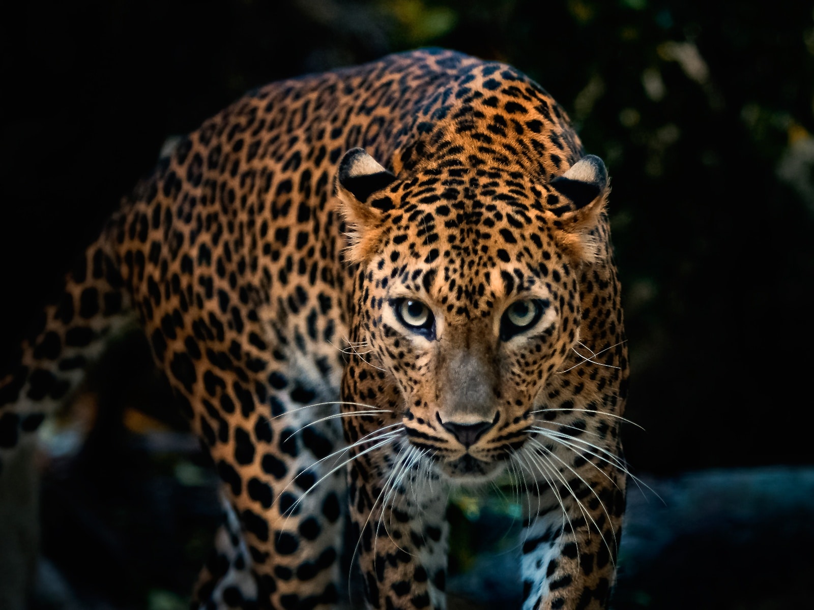 Leopard Facts, Info, Video and Pictures Learn More