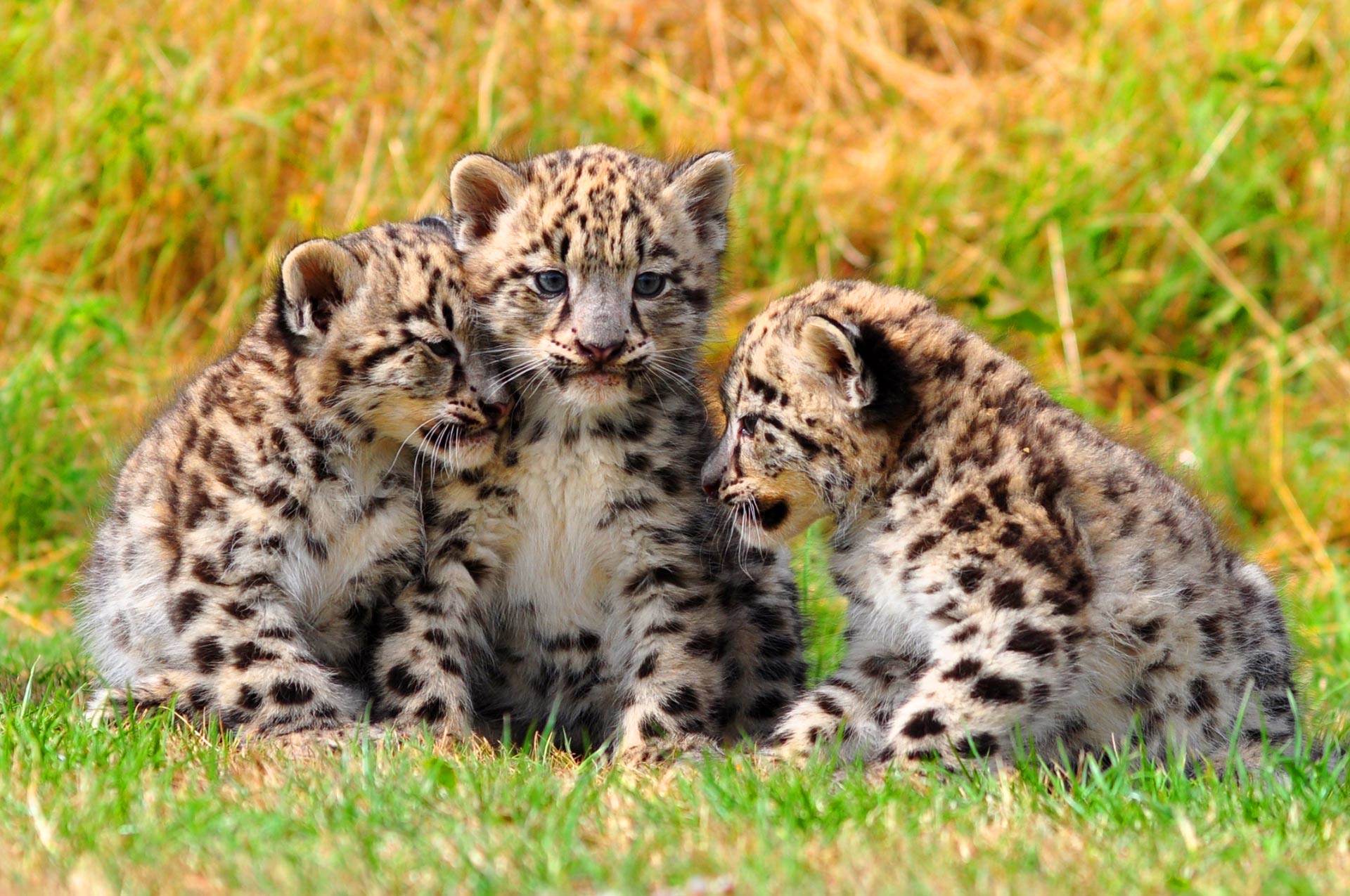 Three Subspecies of Snow Leopard Revealed | Biology | Sci-News.com