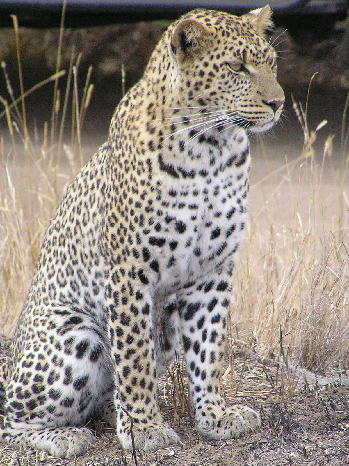 African leopard - Wikipedia