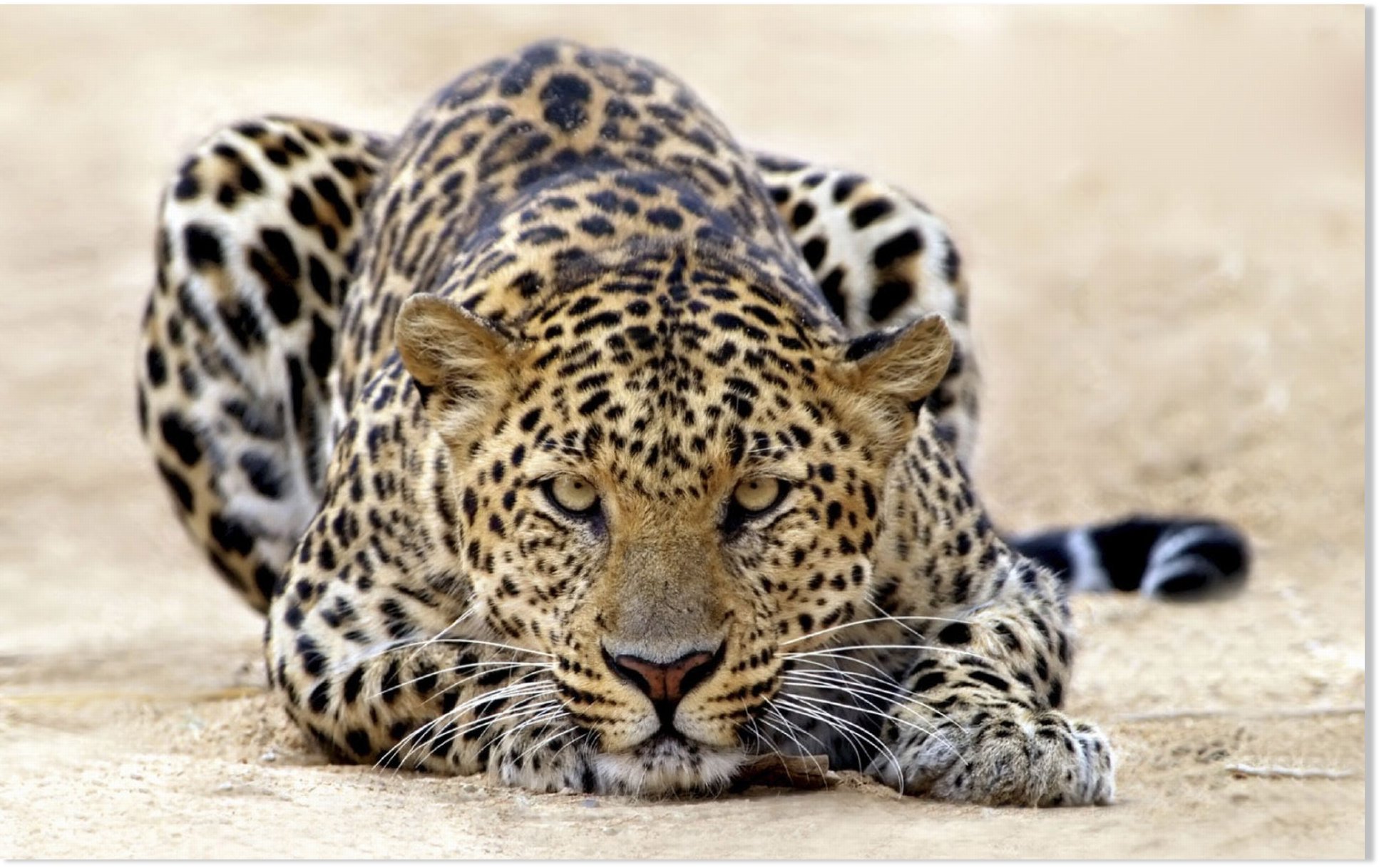 Leopard kills, eats 2 children in 6 hours in Madhya Pradesh, India ...