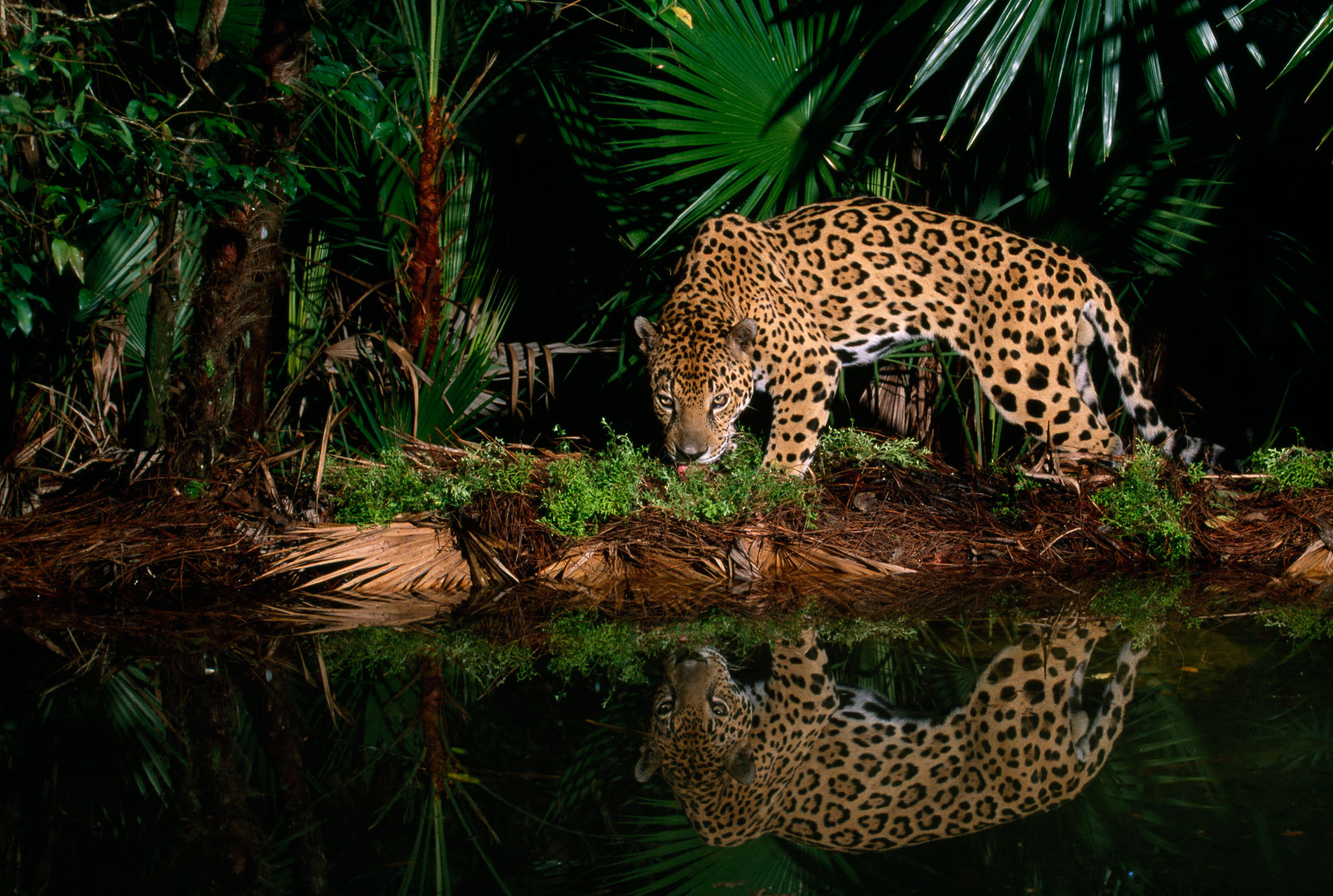 Can You Spot the Difference Between a Jaguar and a Leopard?