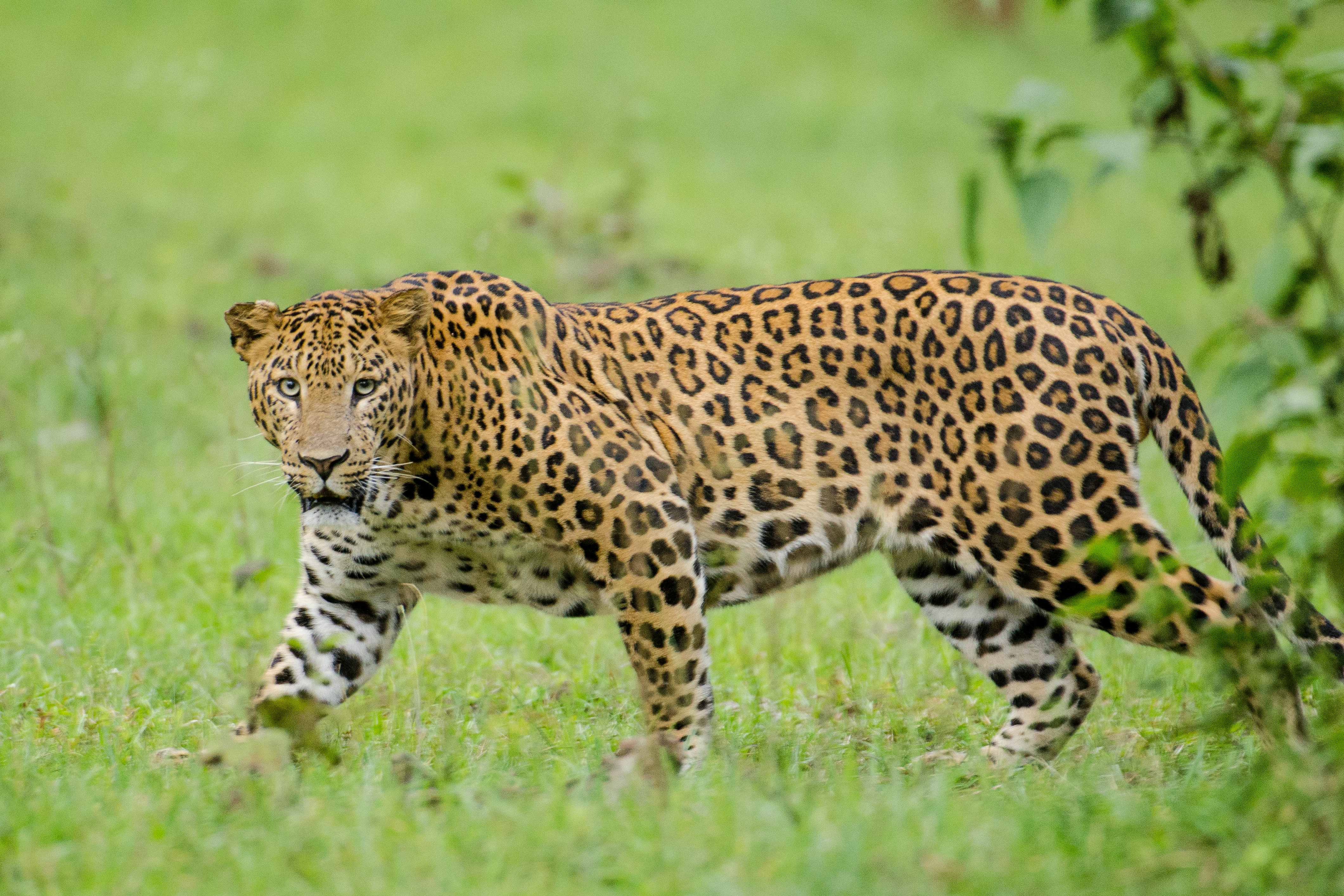 File:Nagarhole Kabini Karnataka India, Leopard September 2013.jpg ...