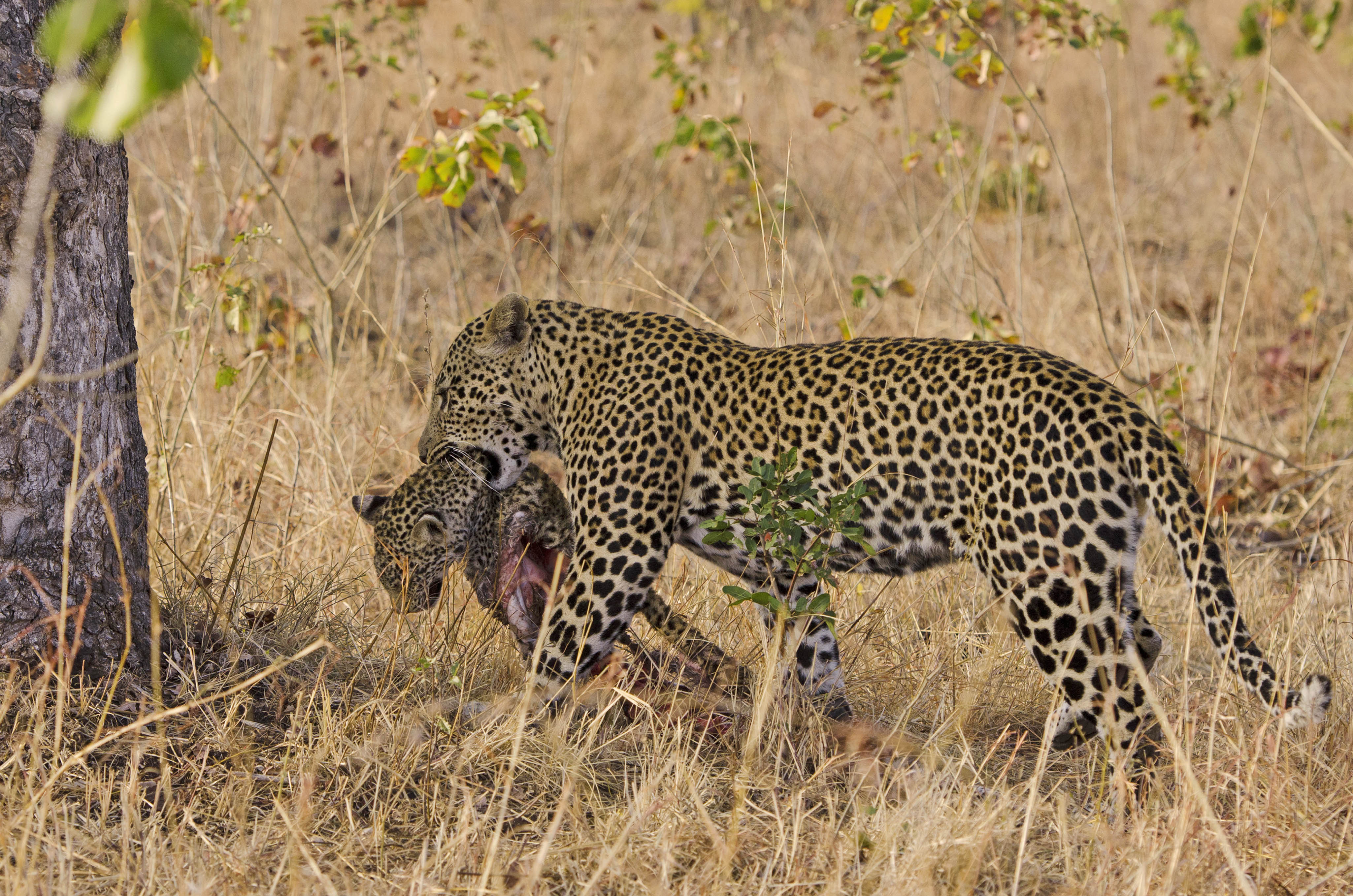 Animal cannibalism as leopard eats another leopard - Caters News Agency
