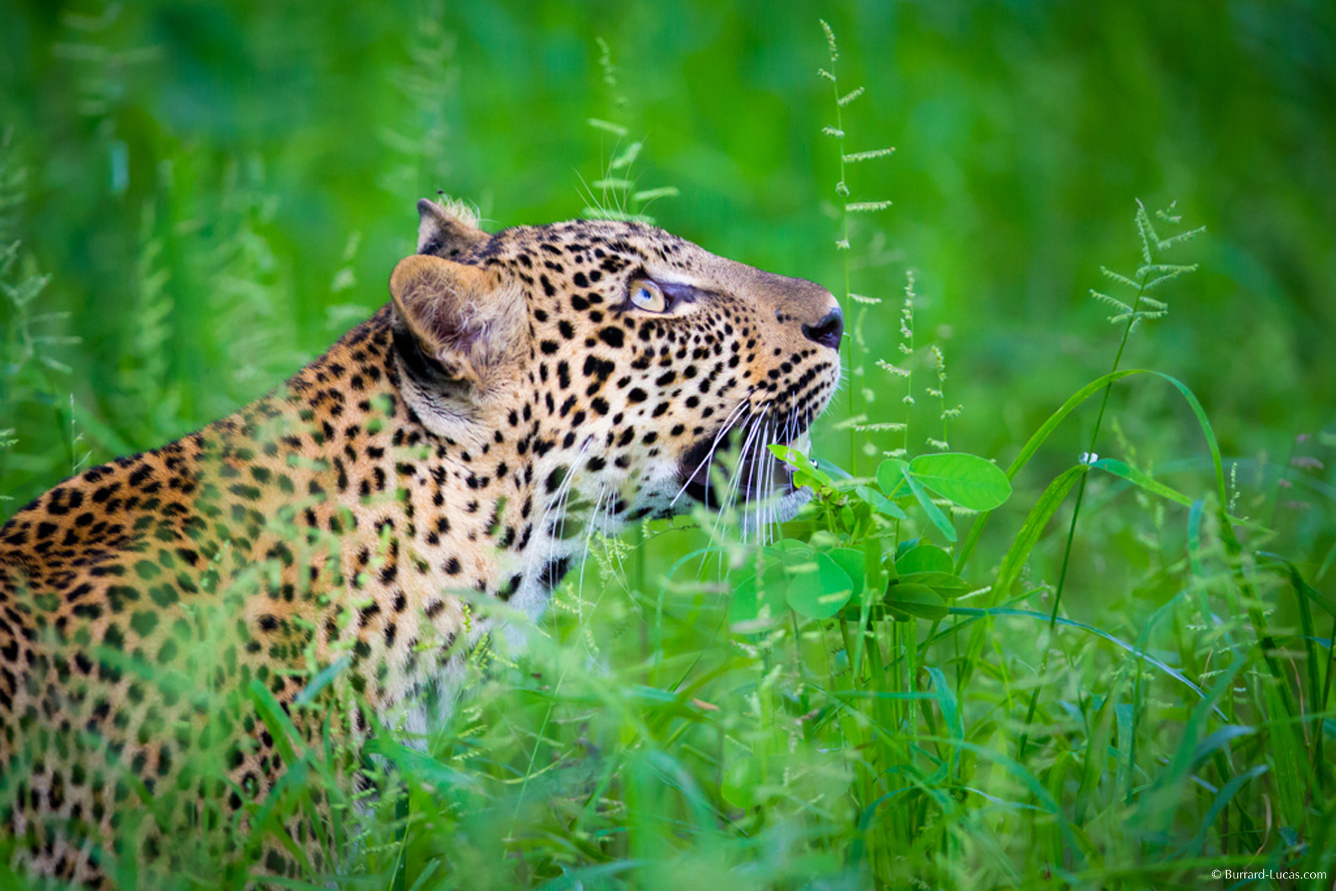 leopard-south_luangwa-3.jpg?itok=koliX5Uy