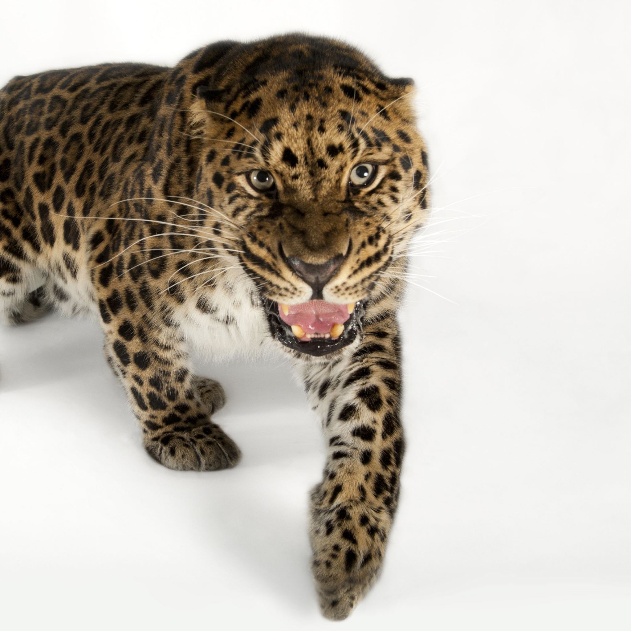 Leopard | National Geographic