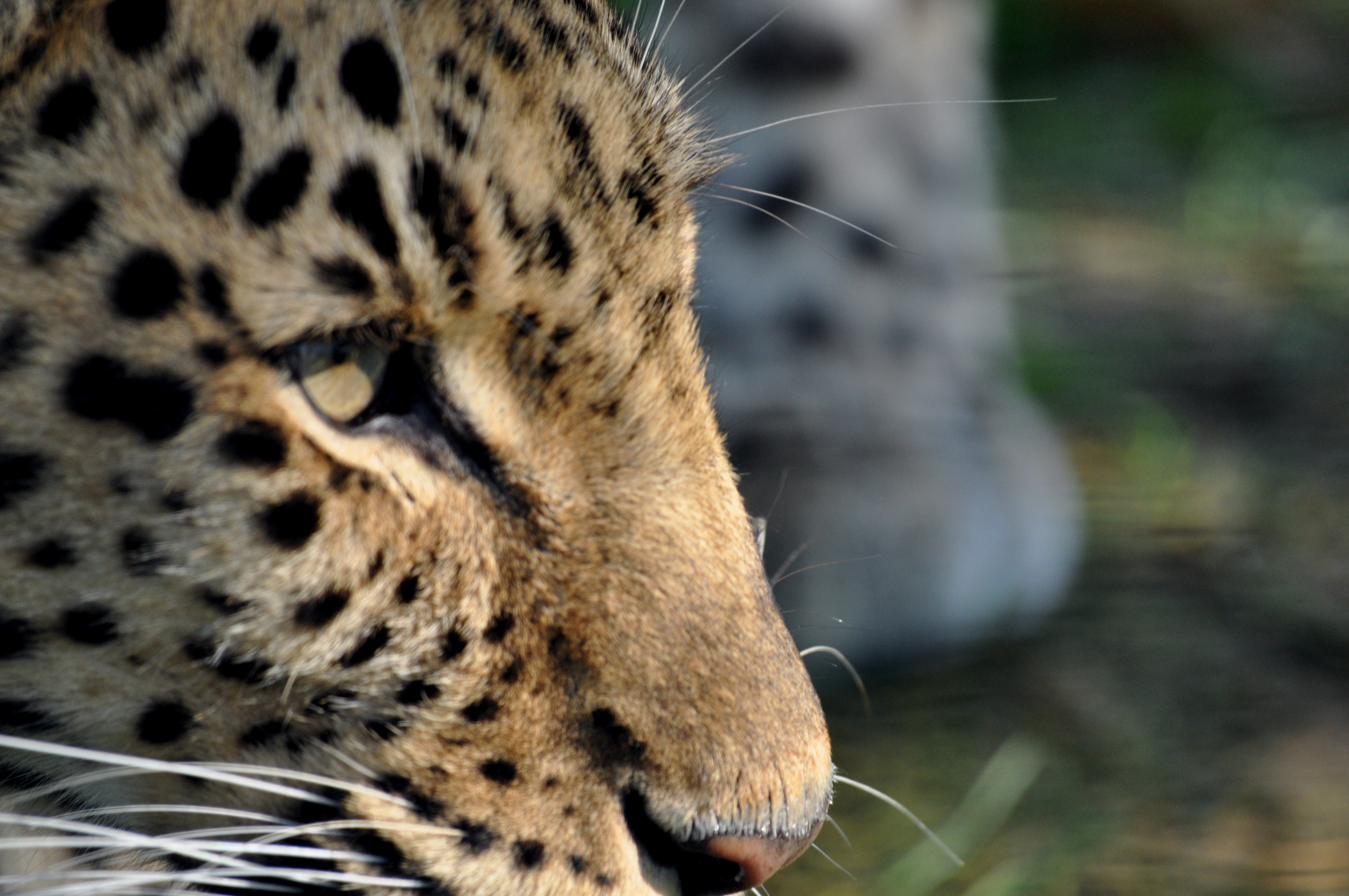 Leopard, Animal, Cat, Eye, Face, HQ Photo