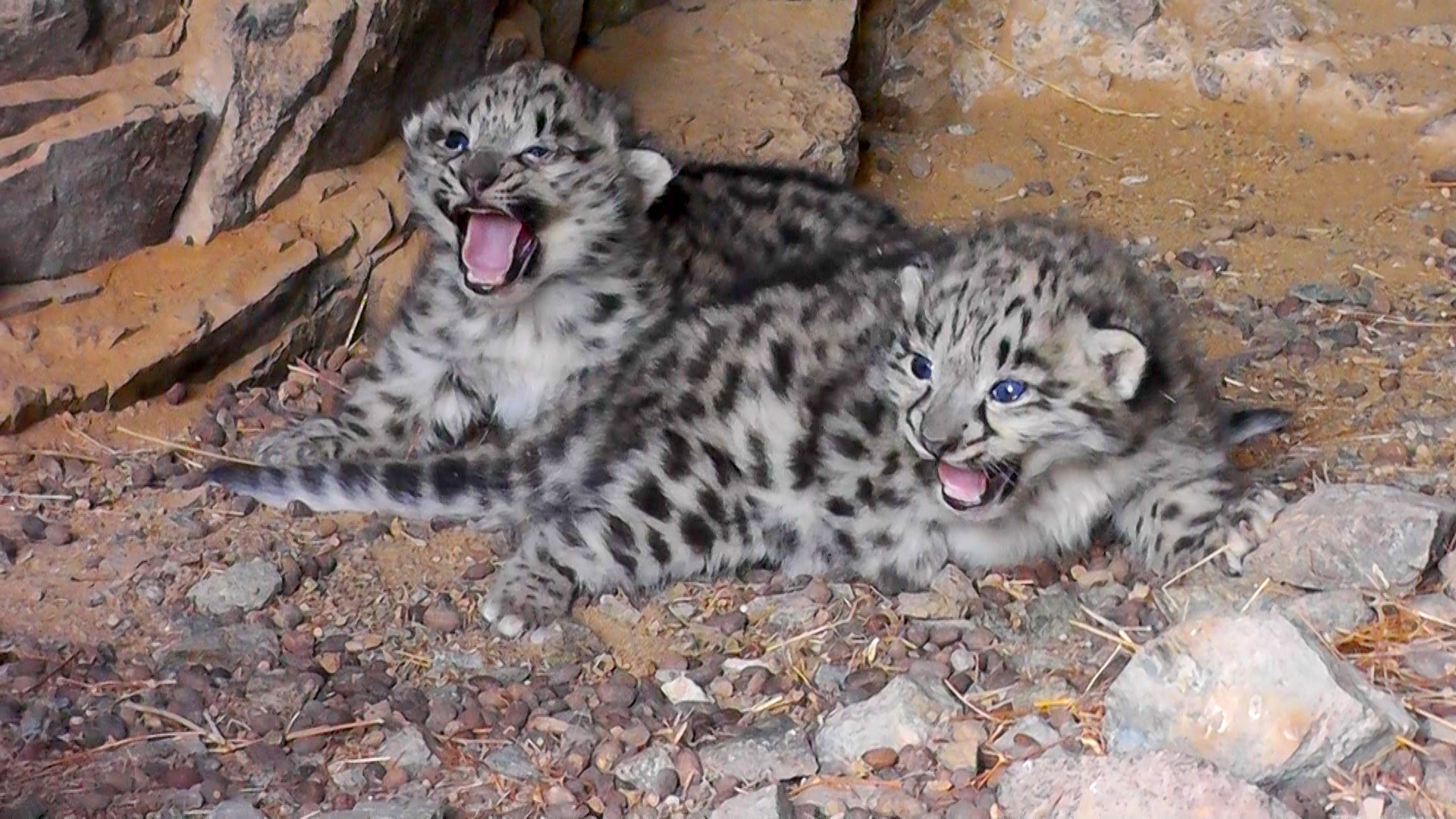 Rare Video Spots Endangered Snow Leopard Cubs in the Wild
