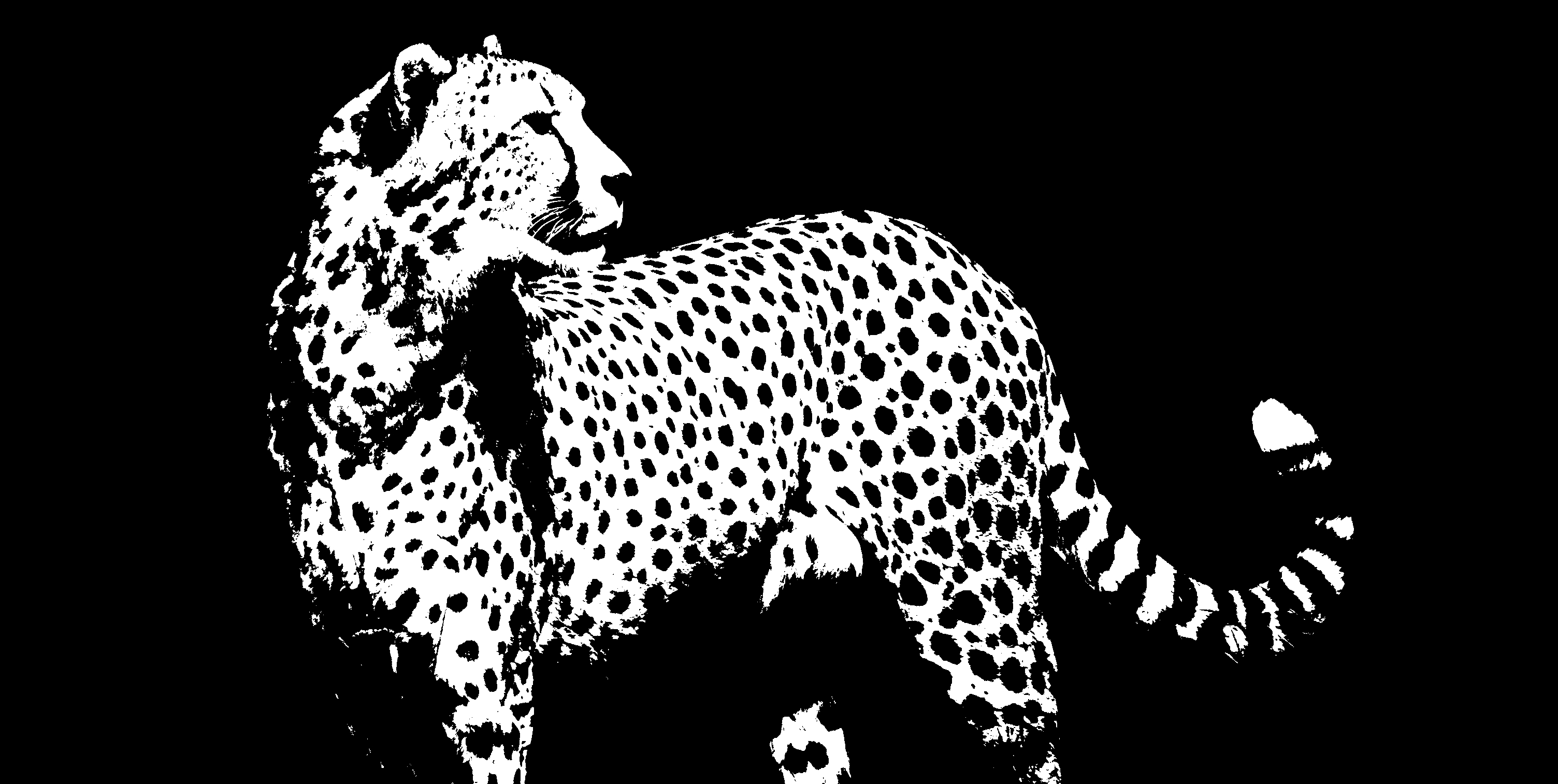 Leopard, Bigcat, Blackandwhite, HQ Photo