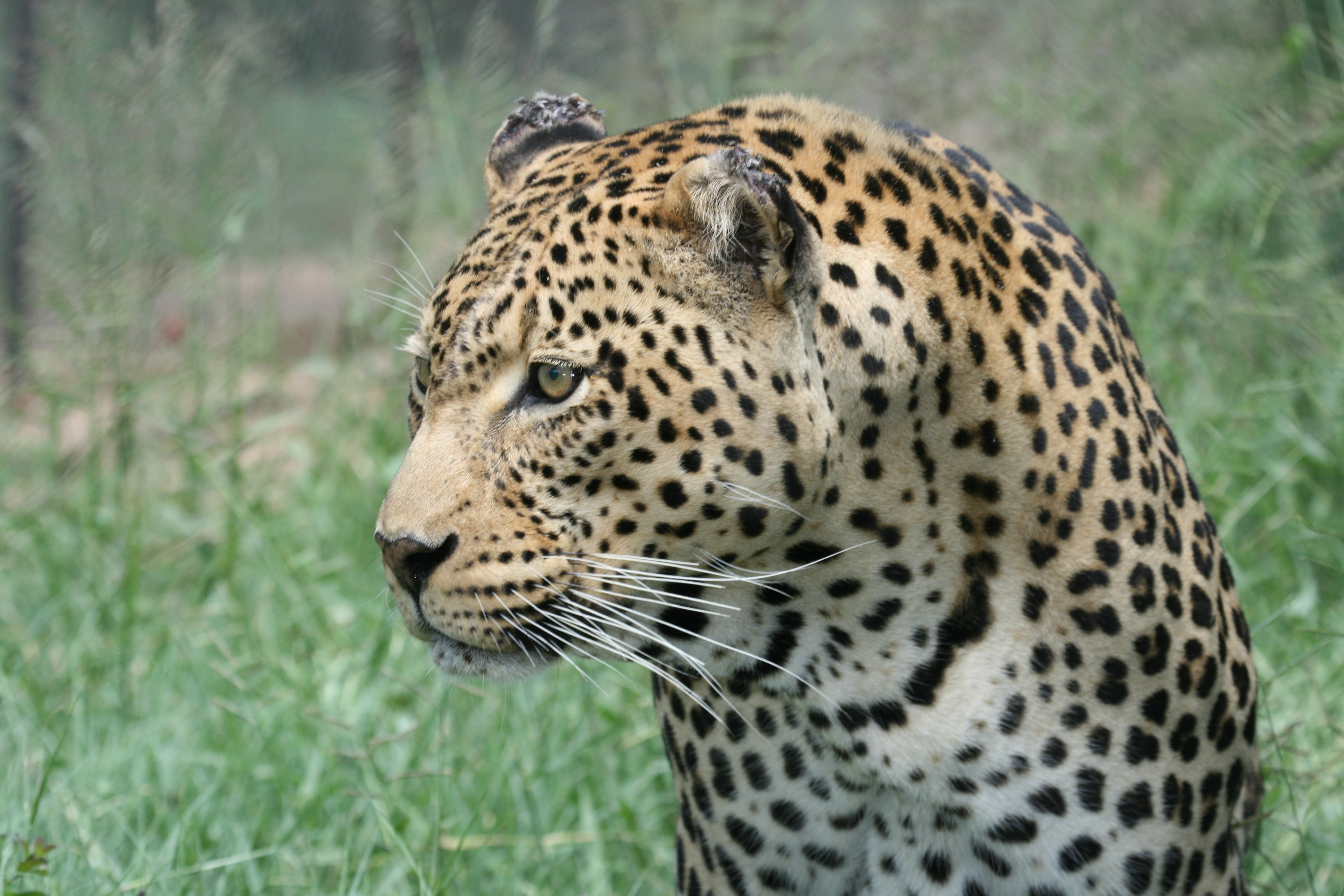 Leopard, Cat, Head, Hunter, Hunting, HQ Photo