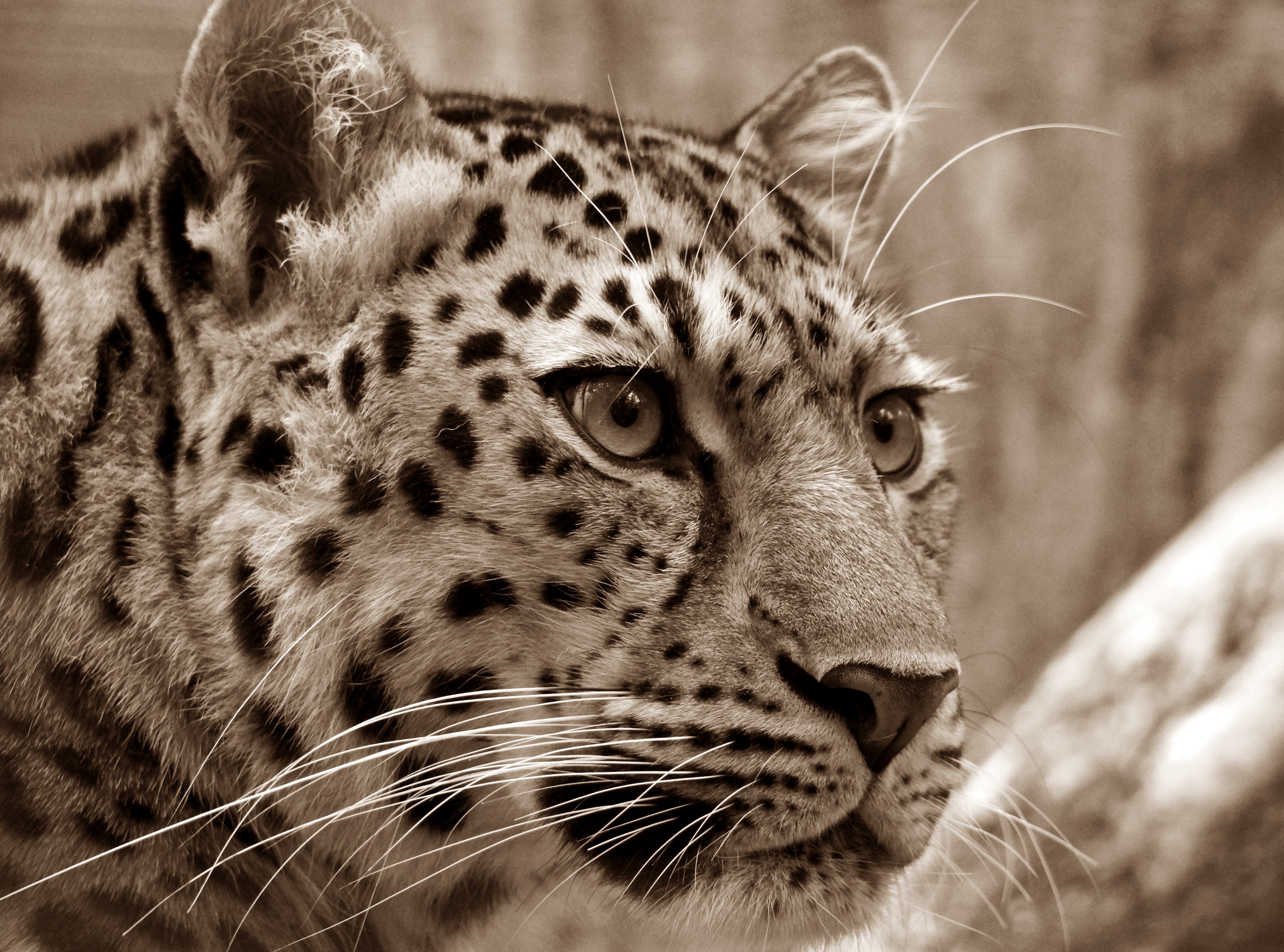 Leopard, Animal, Whiskers, Sepia, Nature, HQ Photo