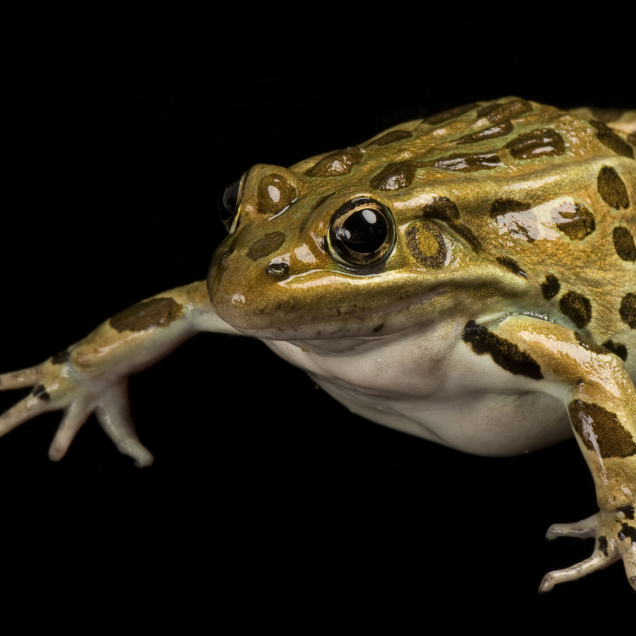 Northern Leopard Frog | National Geographic