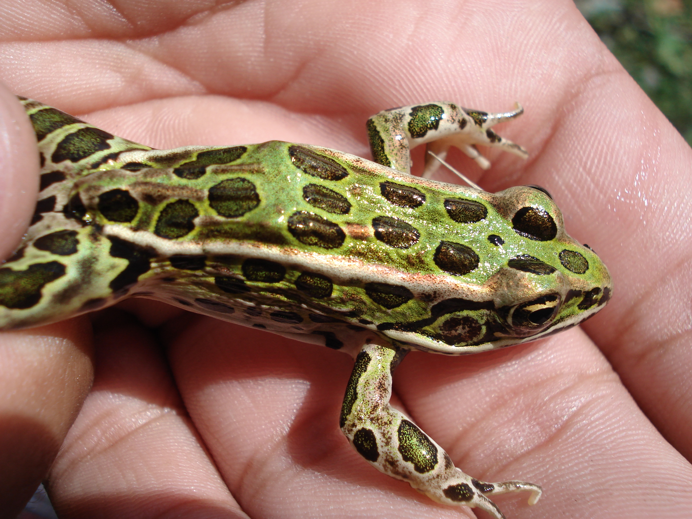 File:Northern Leopard Frog.JPG - Wikimedia Commons