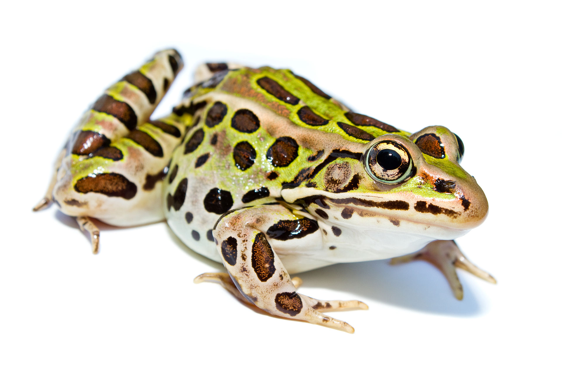 Northern Leopard Frog | Wild Kratts Wiki | FANDOM powered by Wikia