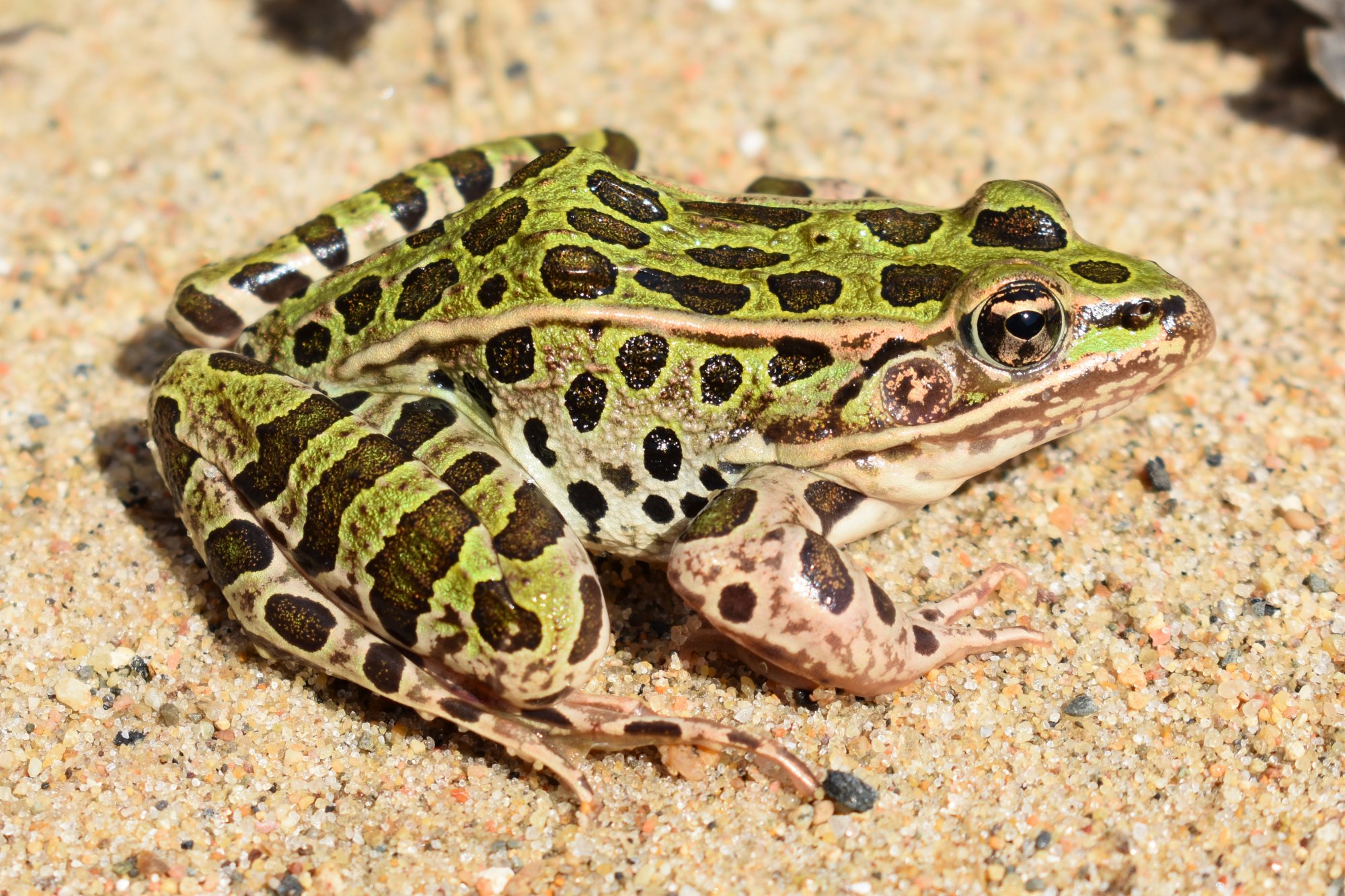 Northern Leopard Frog (Rana pipiens) - Amphibians and Reptiles of ...