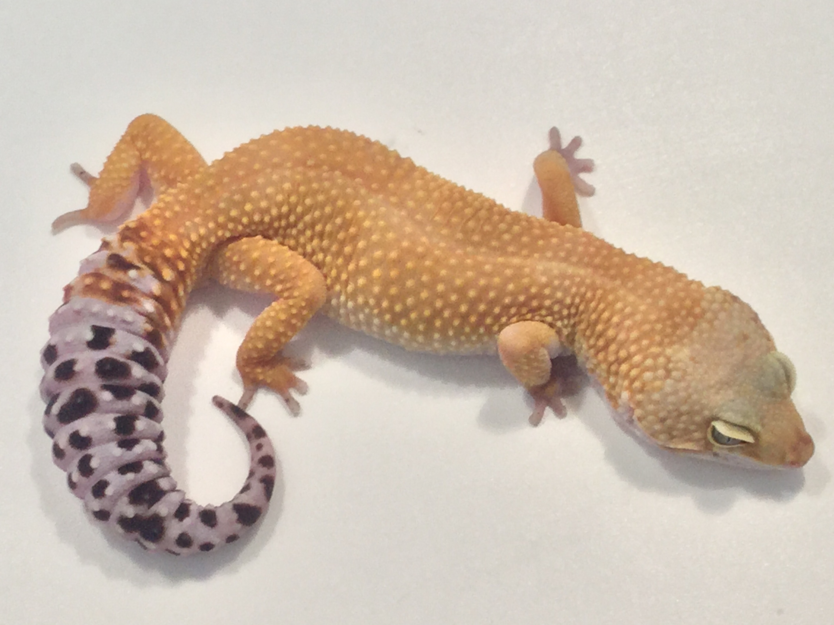 Super Hypo Carrot Tail Baldy Leopard Gecko for Sale