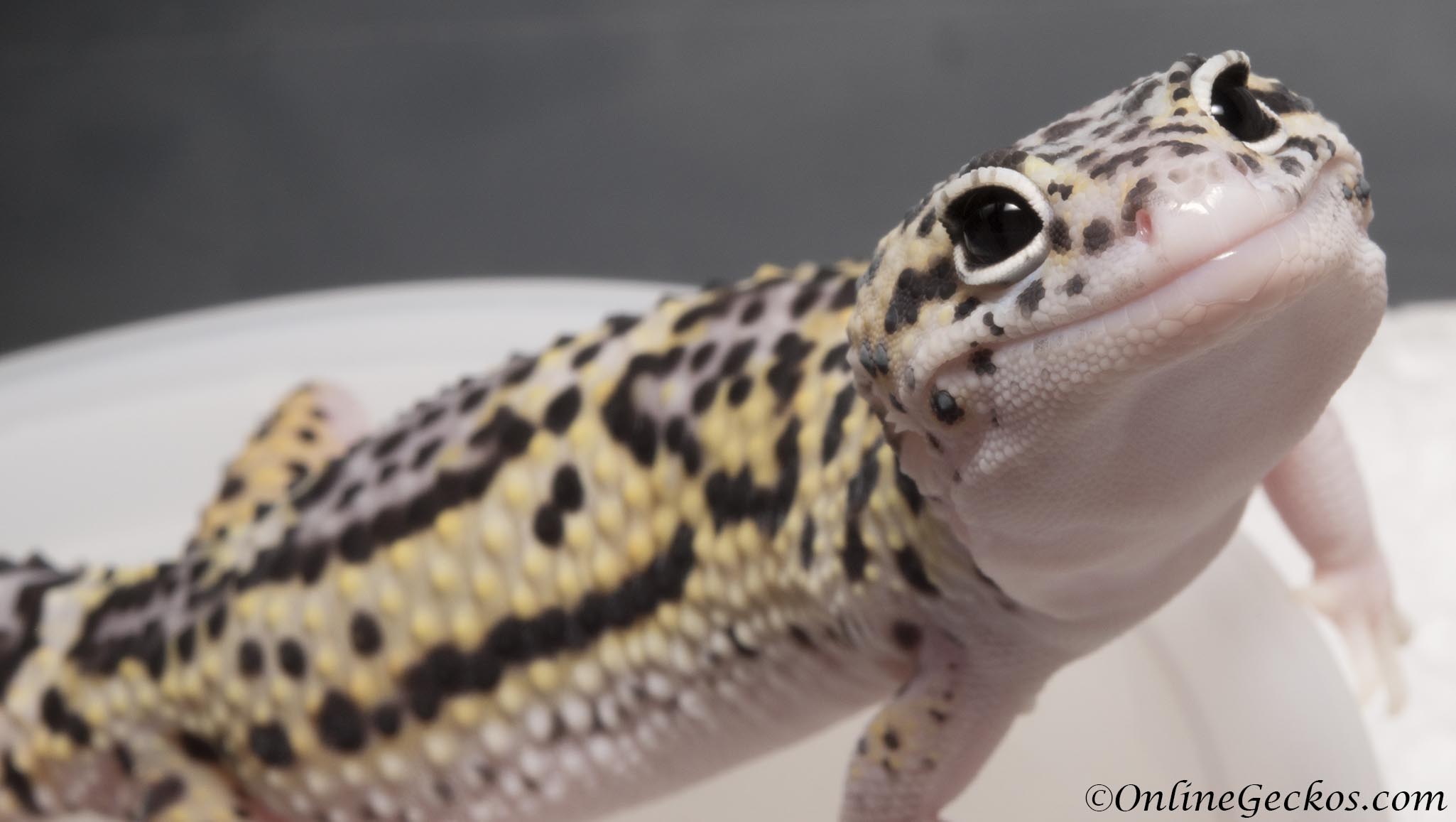 onlinegeckos-leopard-gecko-hatchling-eye-cute - OnlineGeckos.com ...