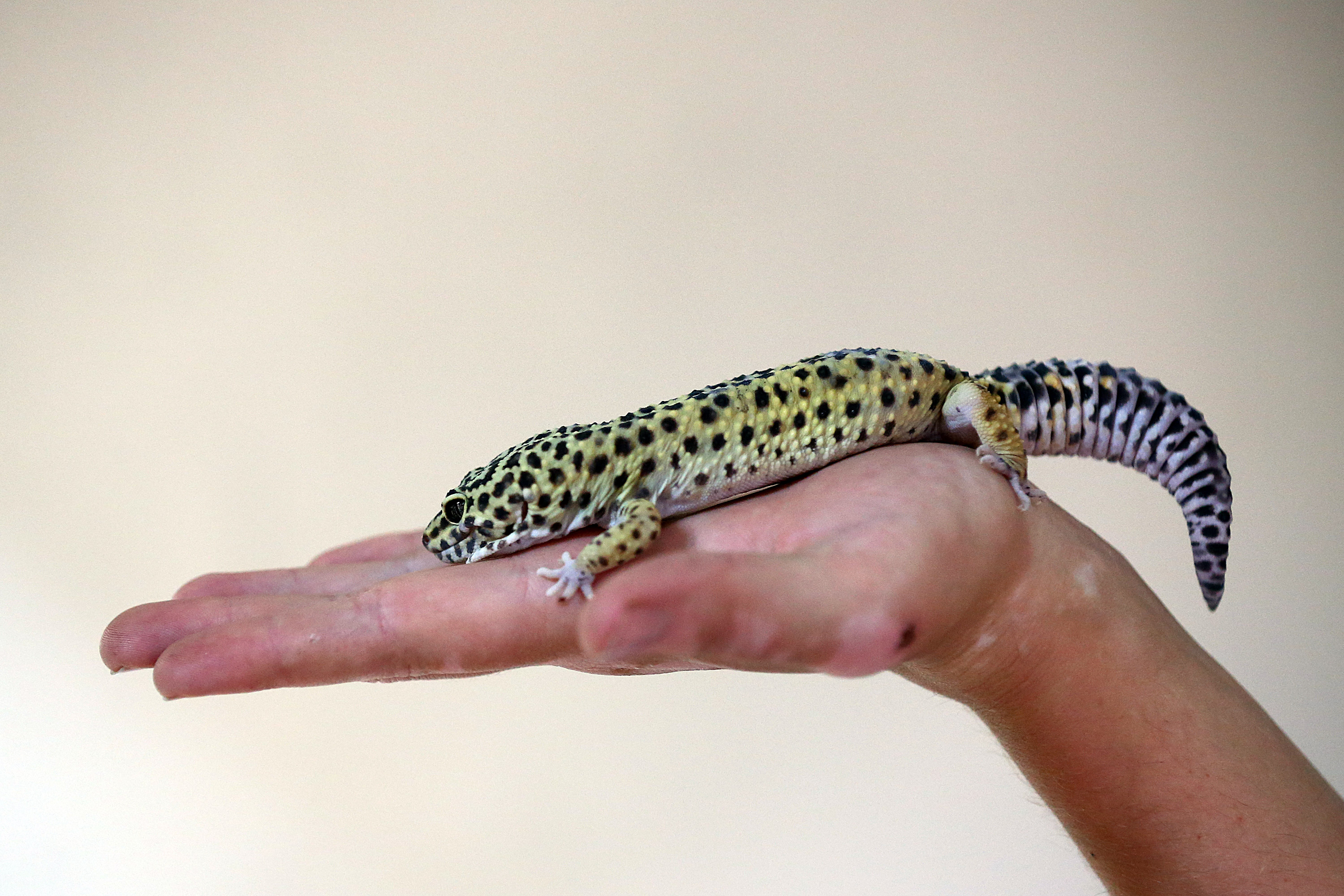 The Verge Review of Animals: the leopard gecko - The Verge