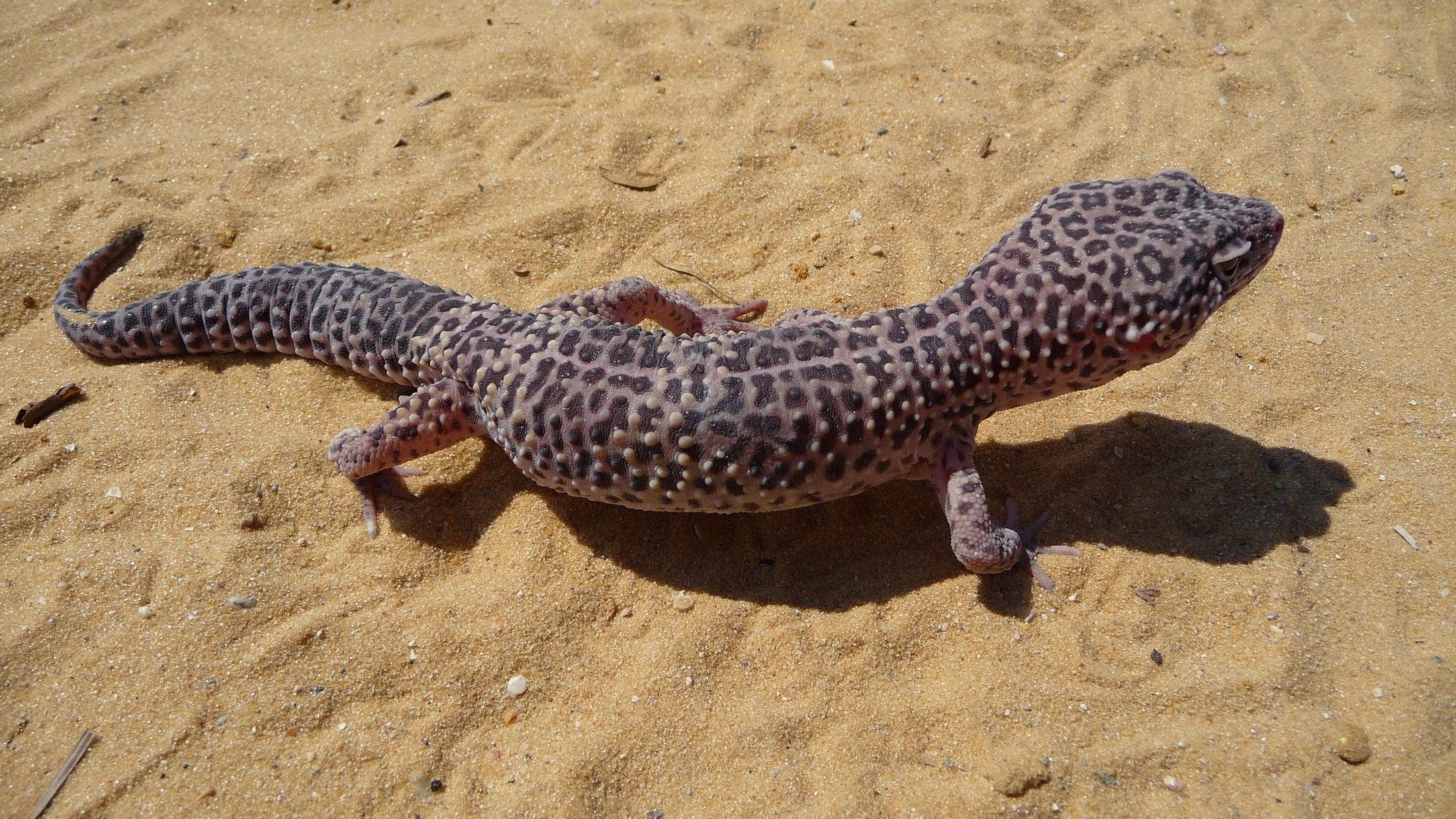 Leopard Gecko, Animal, Gecko, Leopard, Lizard, HQ Photo