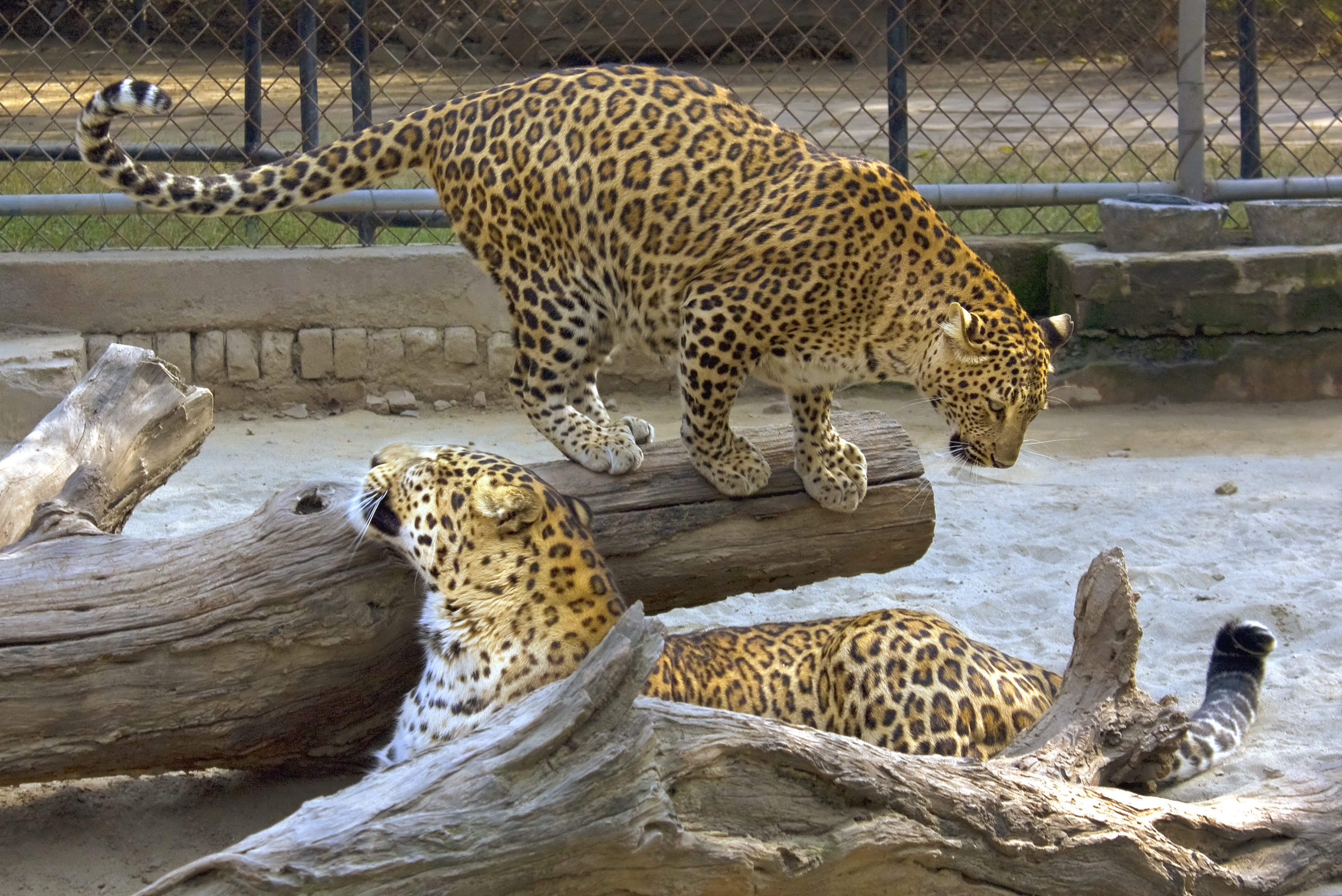 Leopard in Delhi Zoo, Africa, Leopard, Wildlife, Wild, HQ Photo
