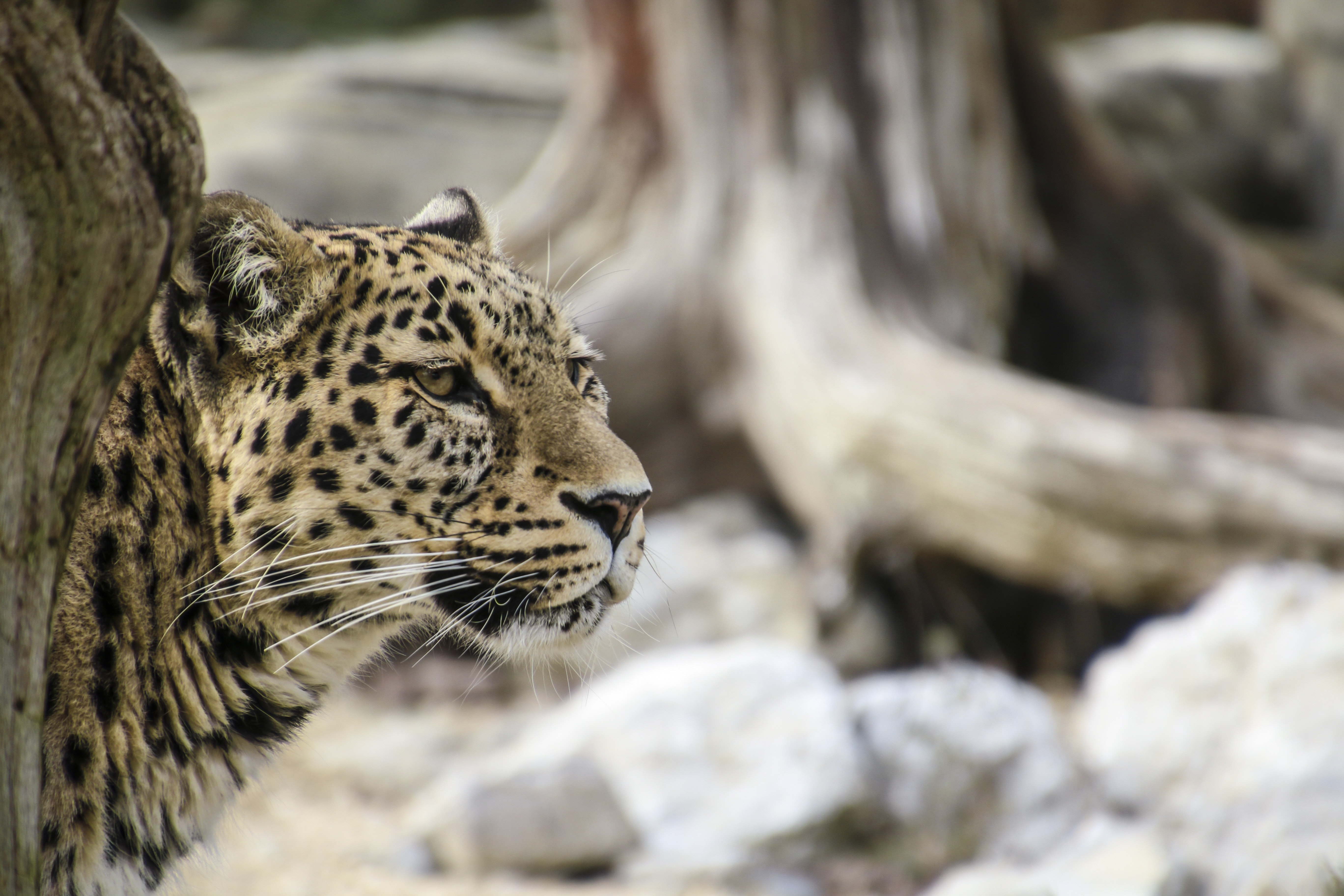 Leopard leaning behind tree photo