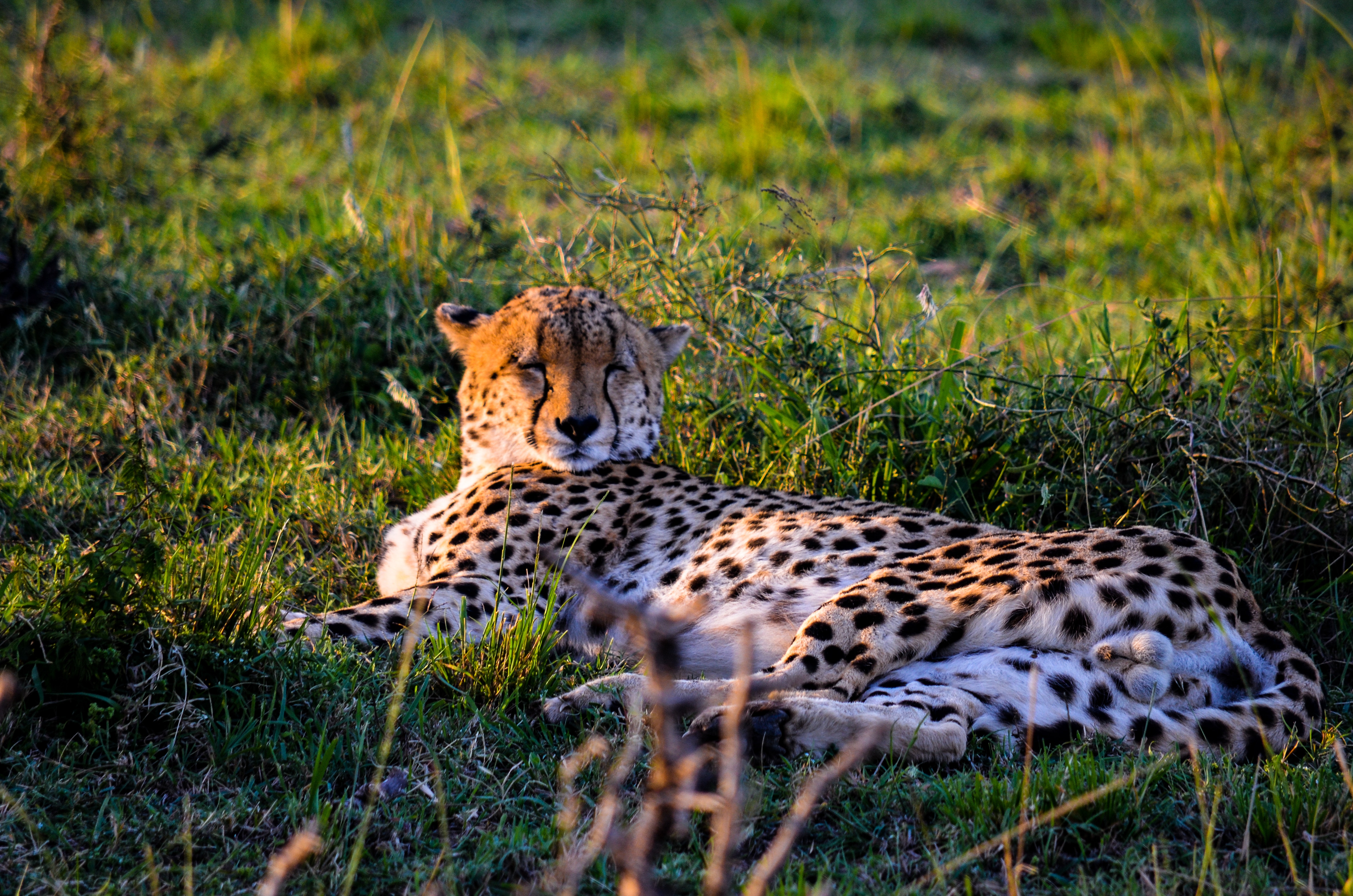 Leopard lying on the grass photo